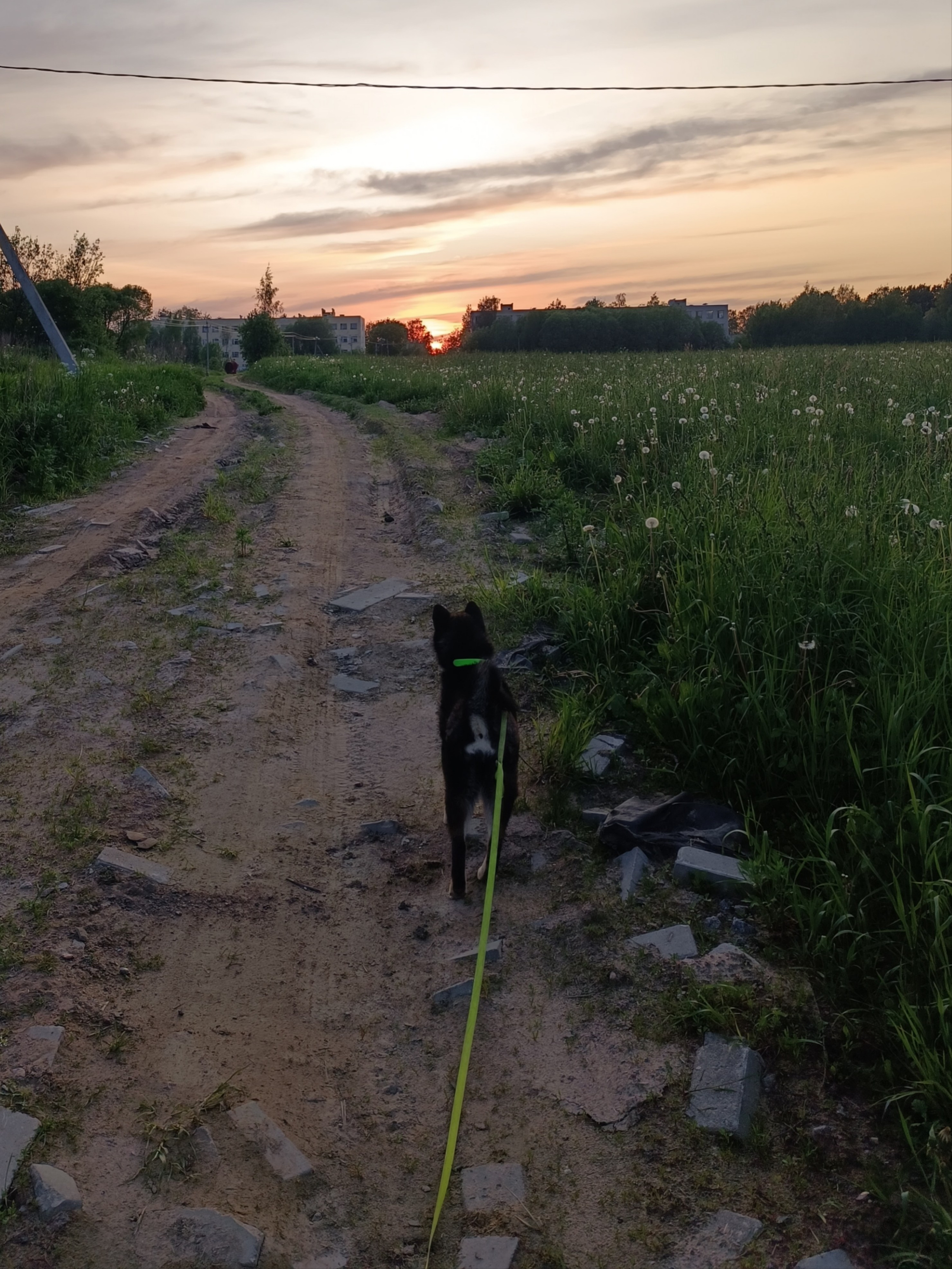 Тáту * Exceligmos Tatsu. Американская акита I Сиба ину I Питомник RUBYLIGHT