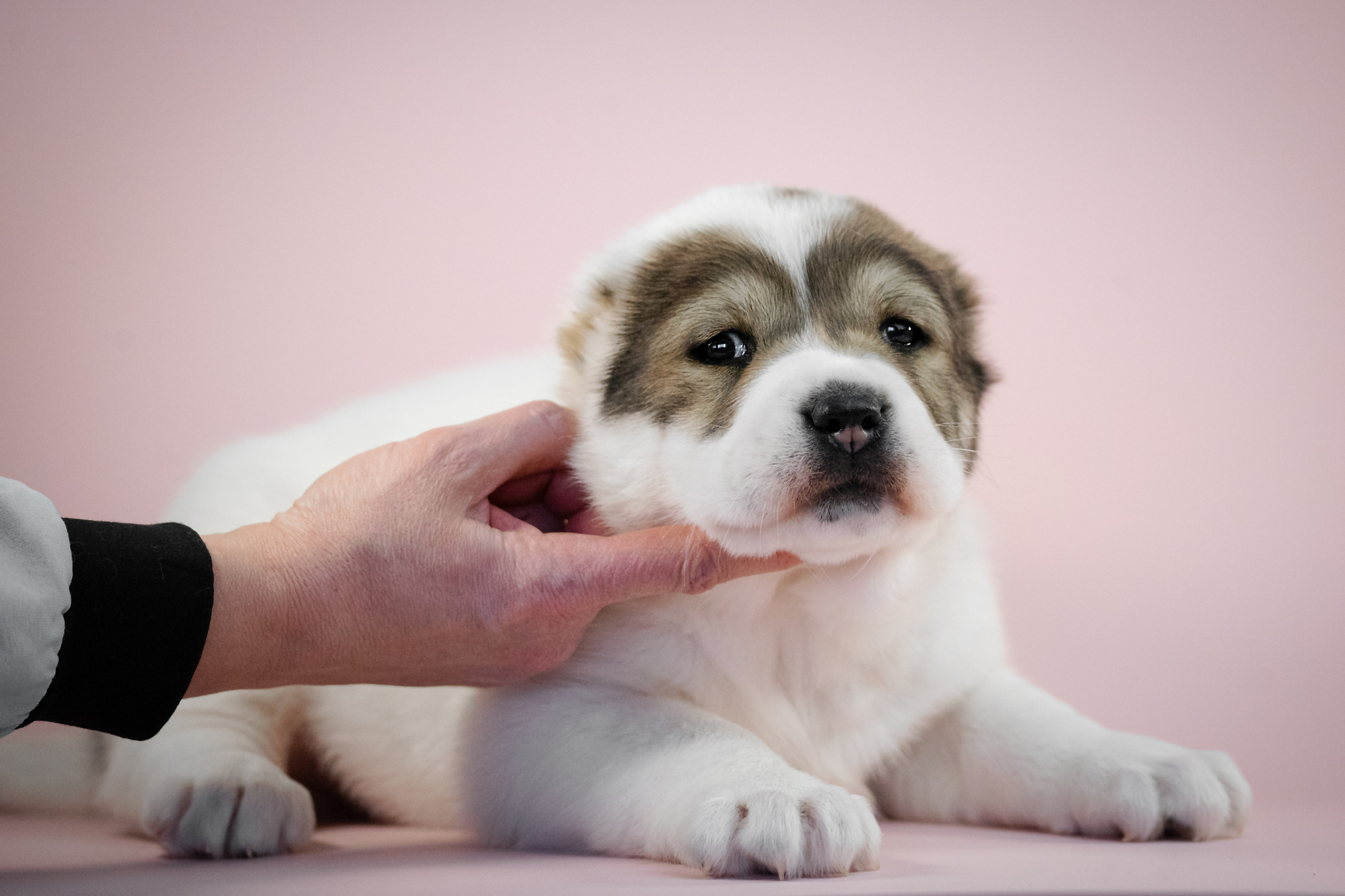 Фотограф-анималист Нижний Новгород