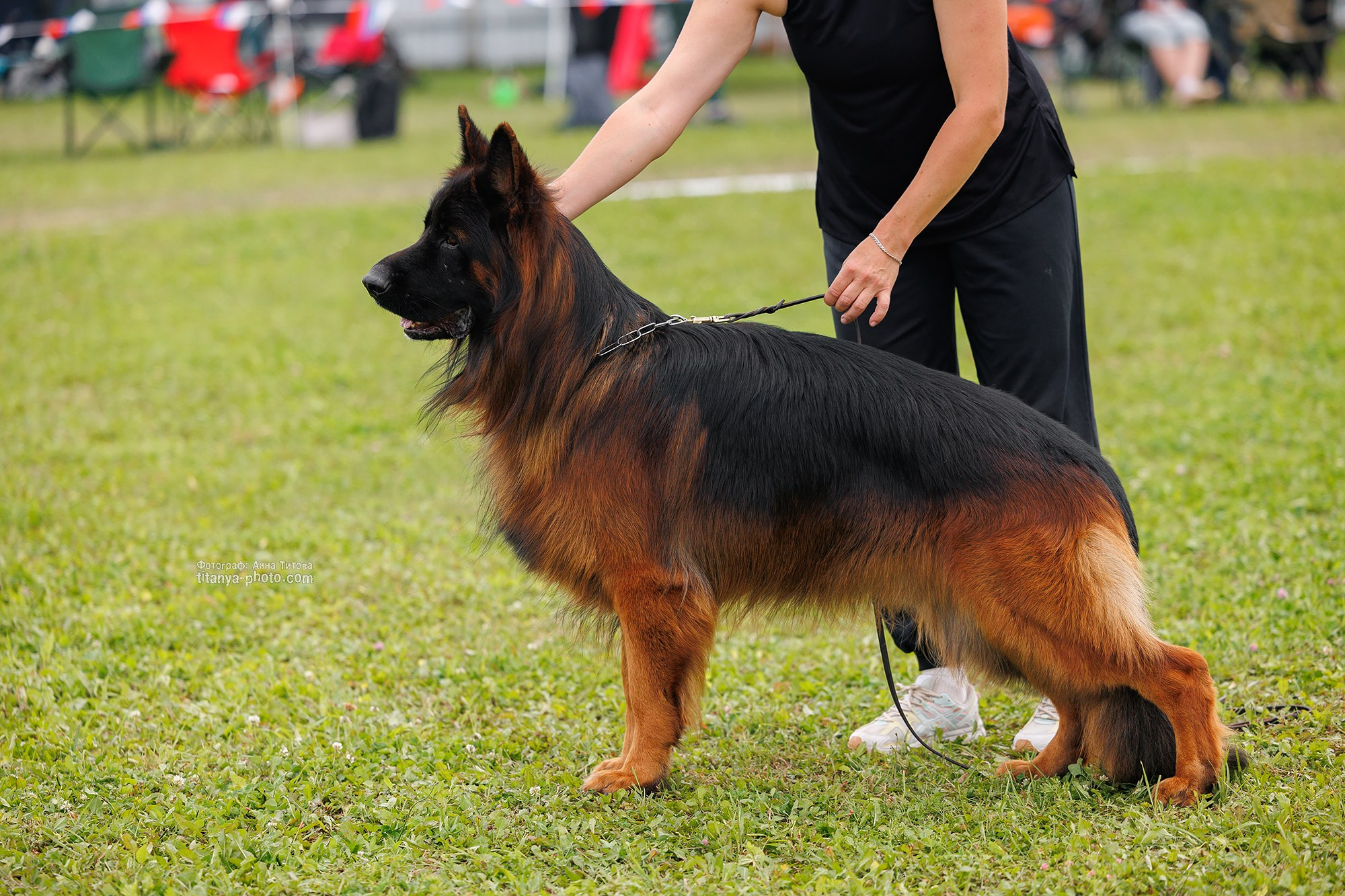 Немецкие овчарки: фото из рингов и вне ринга, мутпроба (фотографии с выставок). Фотограф собак, фотограф-анималист Аня Титова (Titanya). Москва