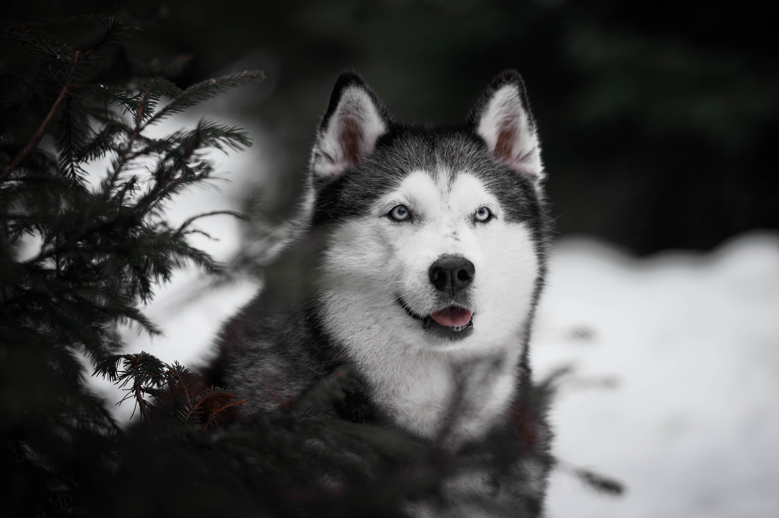 Шанель. Фотограф-анималист
