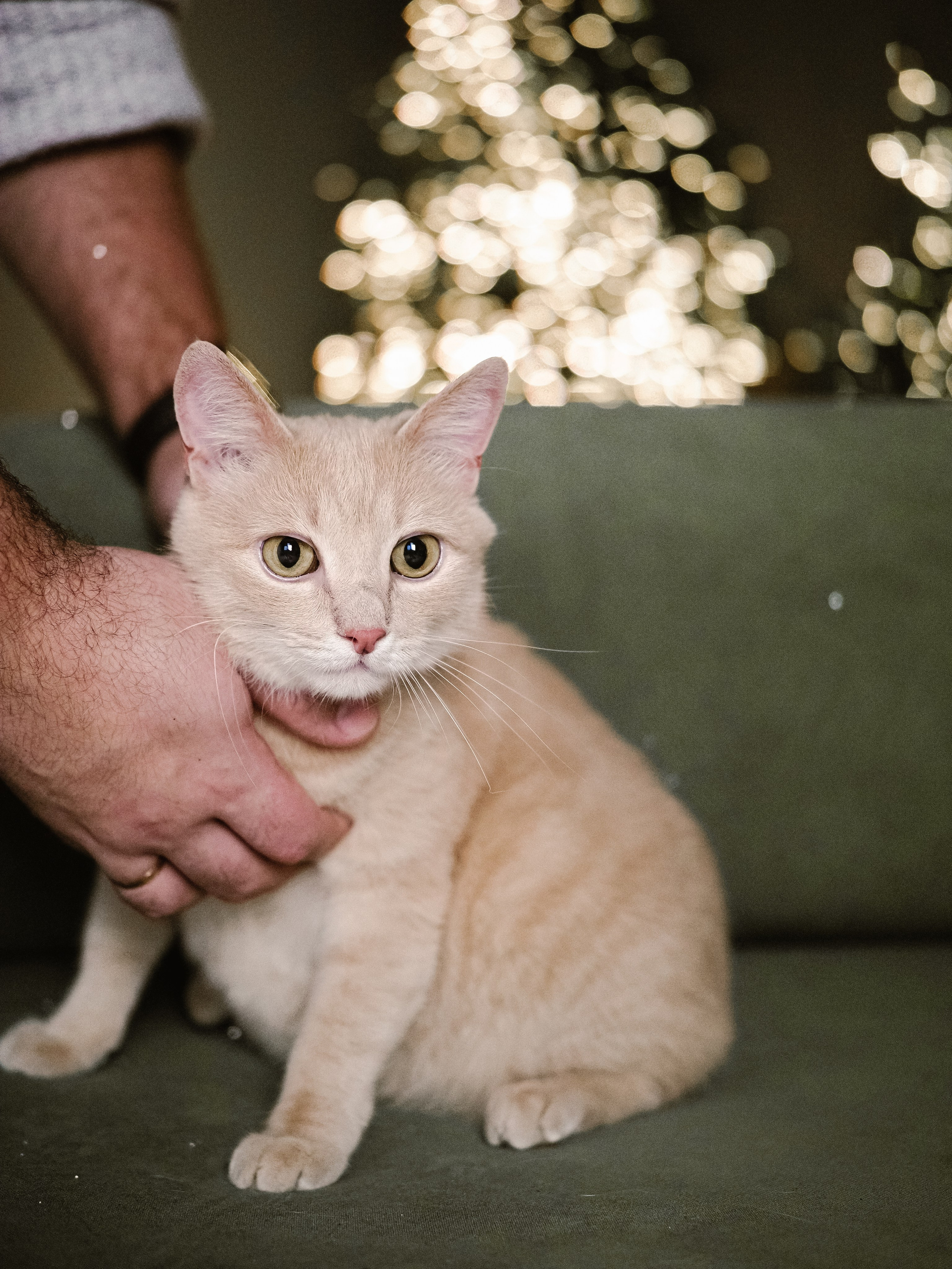 Mrrrr christmas. Фотограф Рязань. Семейный Свадебный фотограф