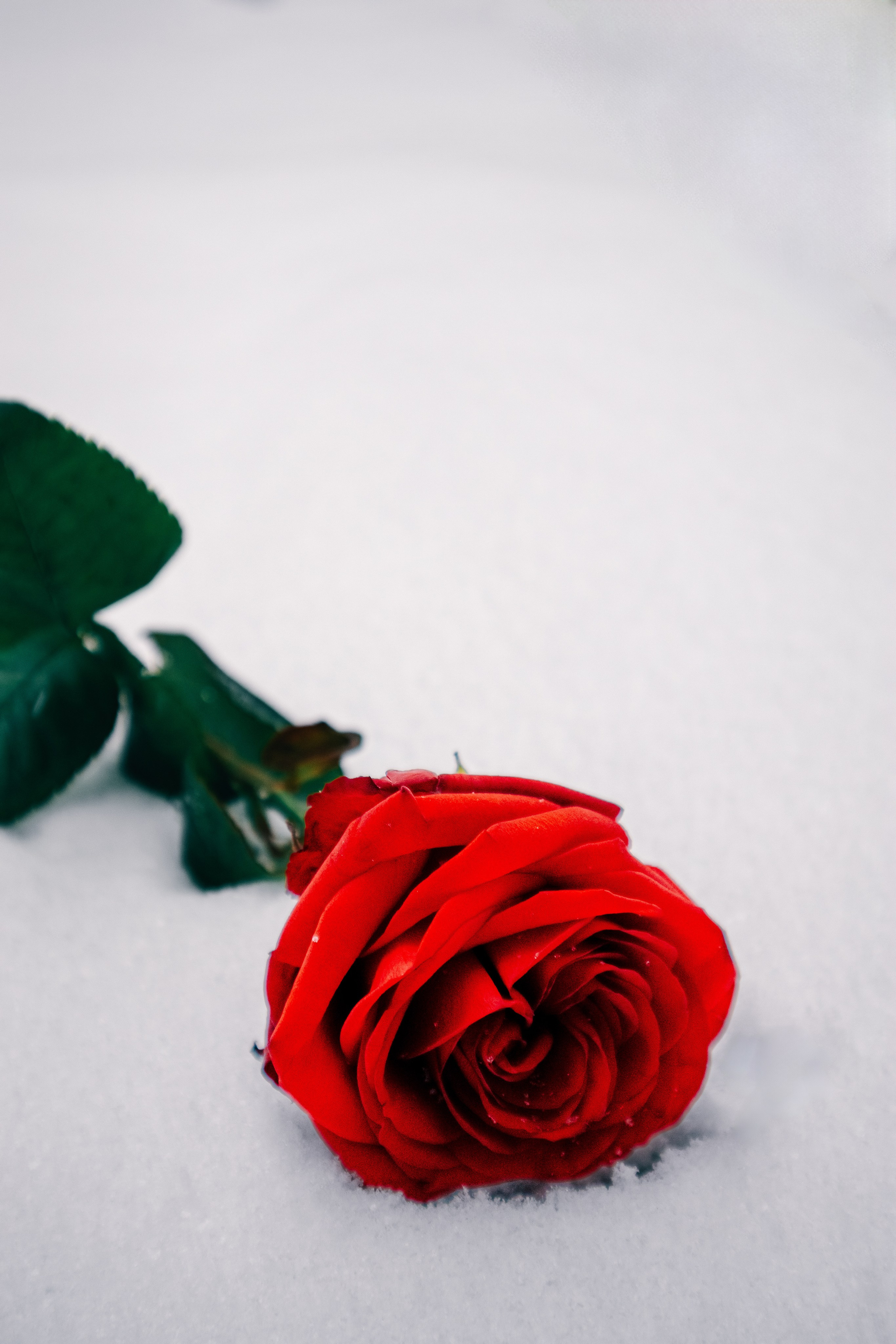 Розы и шипы. Портретный и уличный фотограф в Санкт-Петербурге Сергей Кутьин