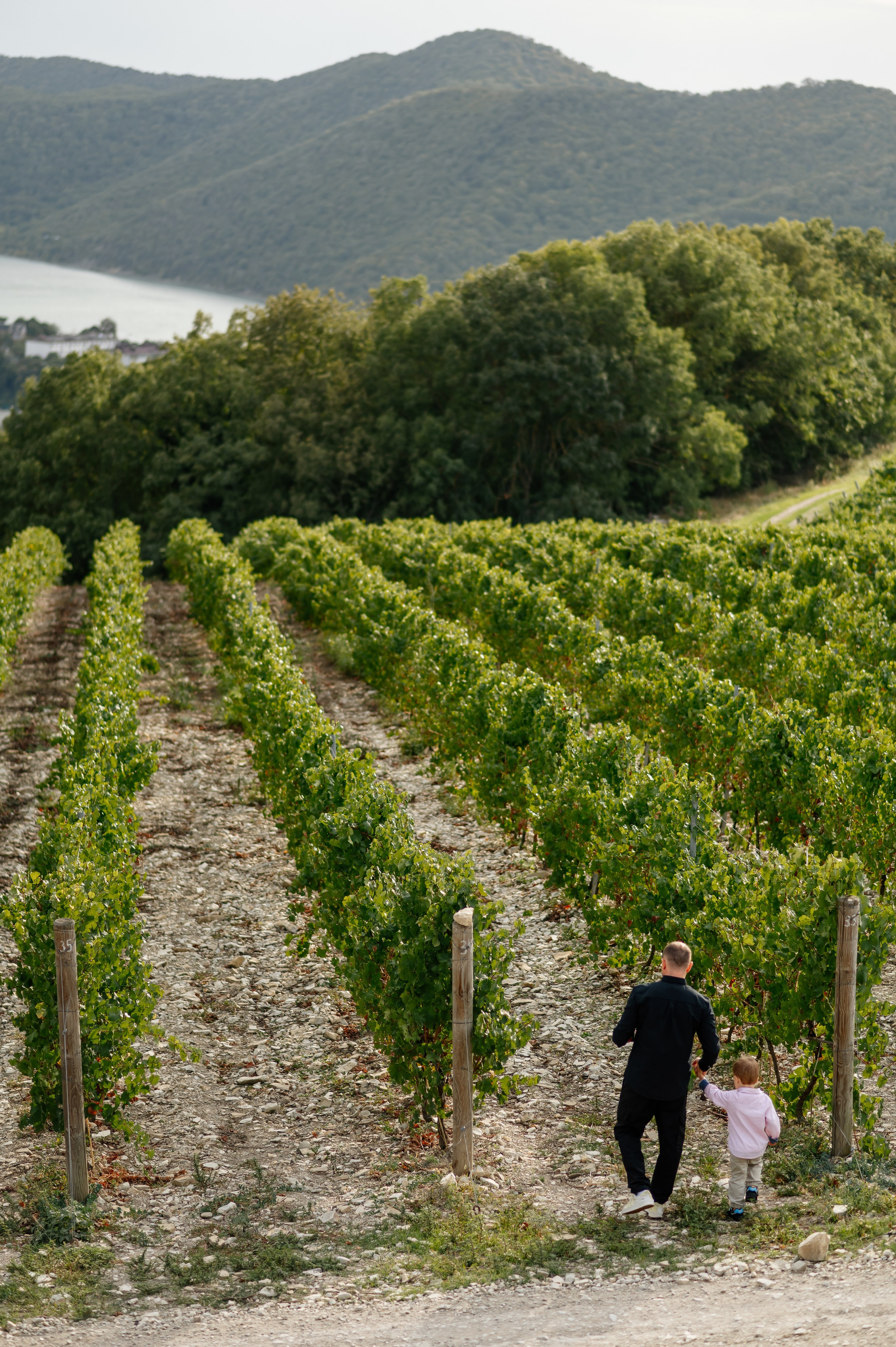 Любовь в Абрау. Свадебный фотограф в Краснодаре и Сочи Комолова Екатерина