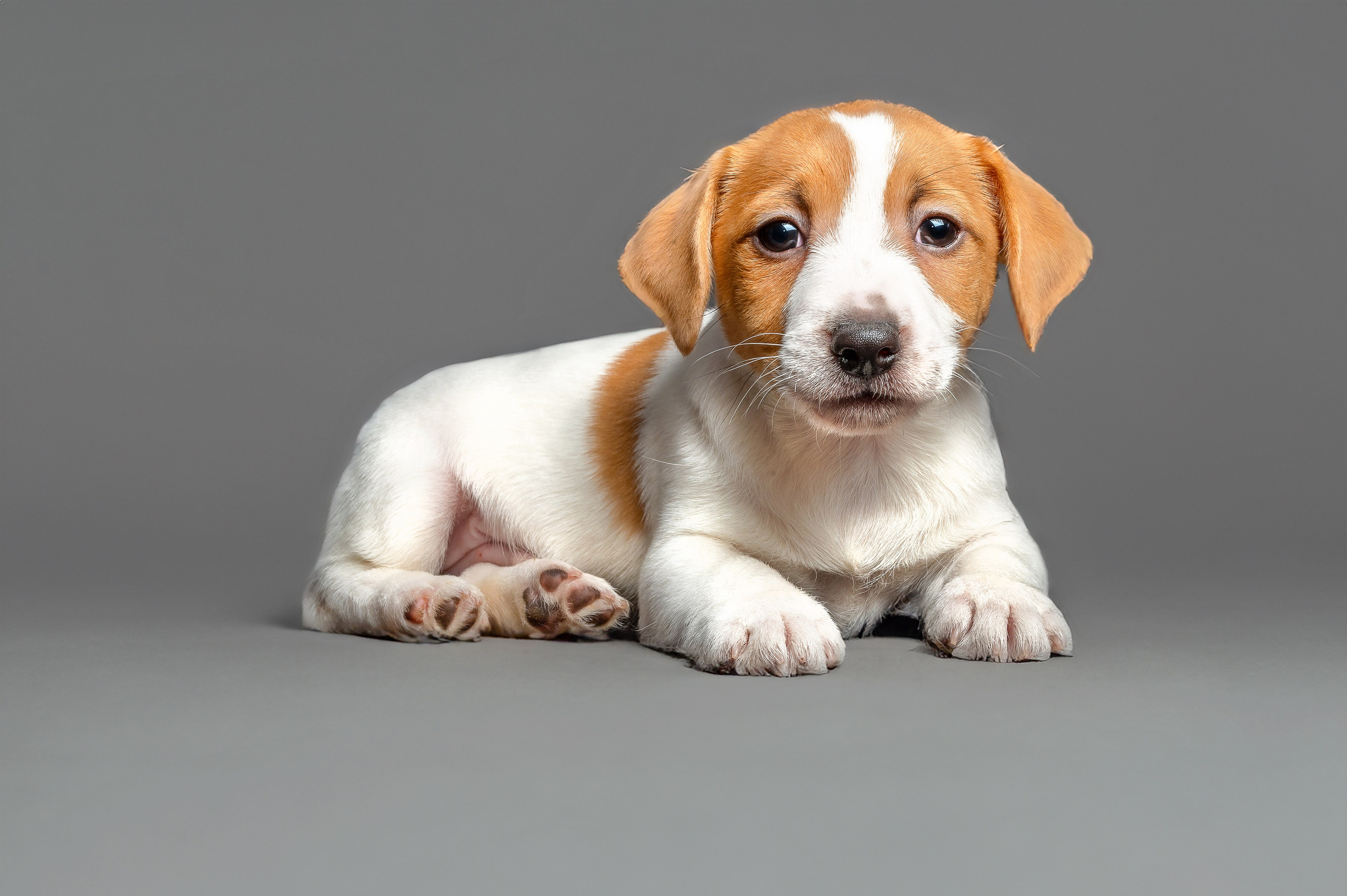 Питомцы. Экспресс-портрет, фото для сайтов и соцсетей