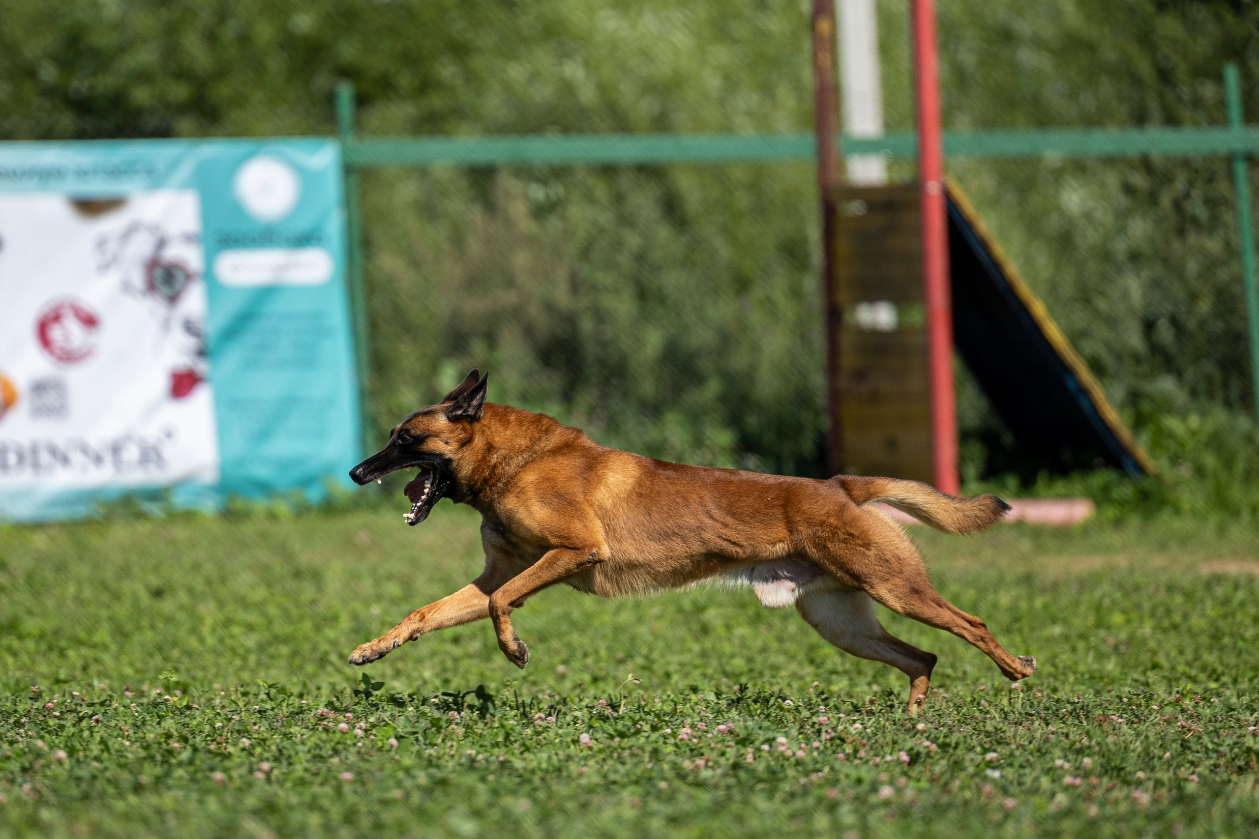 Соревнования по Мондьорингу г. Вологда 10-11.08.2024. Фотограф-анималист Анна Маринич