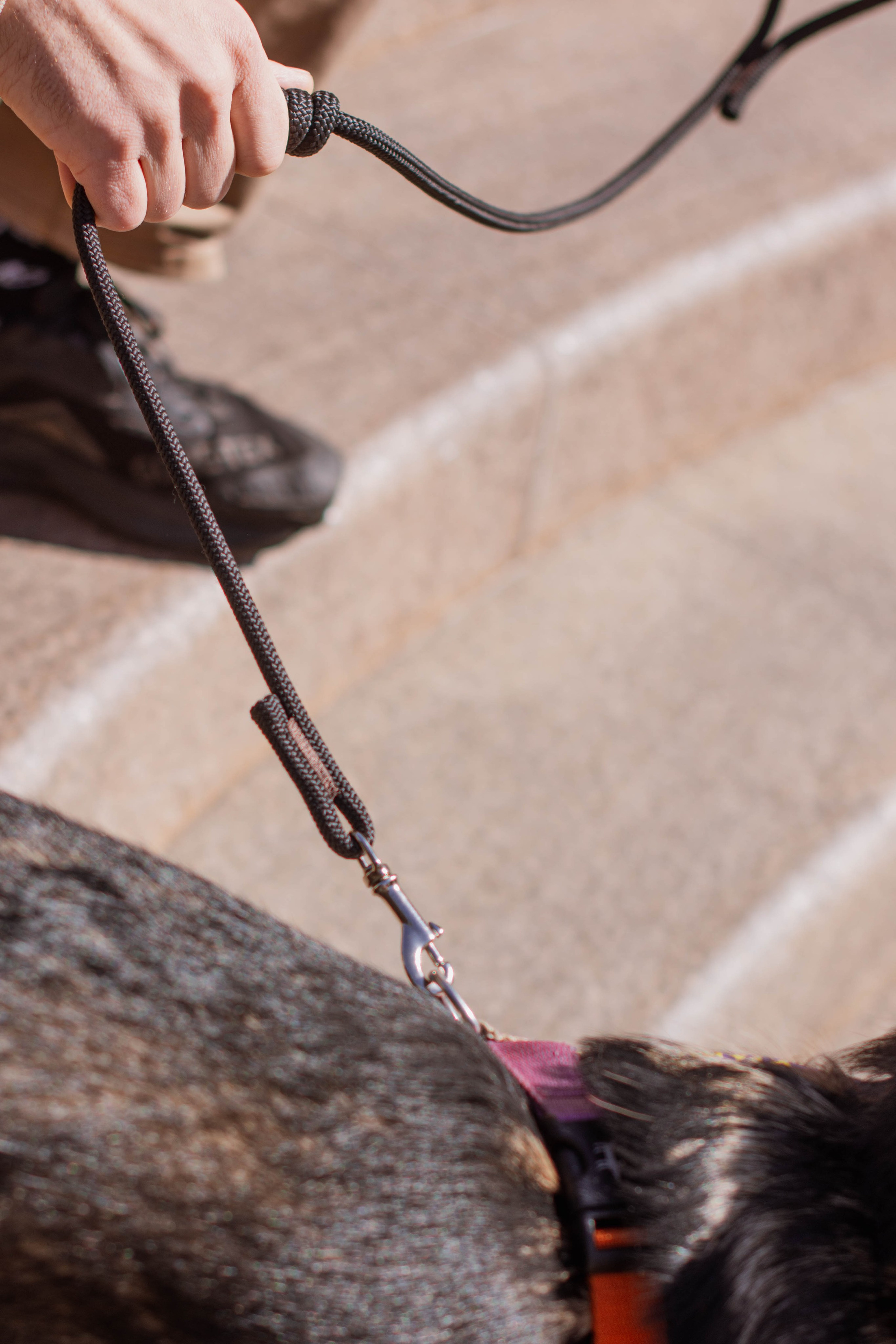 Фотосессия для бизнеса с собакой. Фотограф собак, анималист в Москве Кира Яковлева