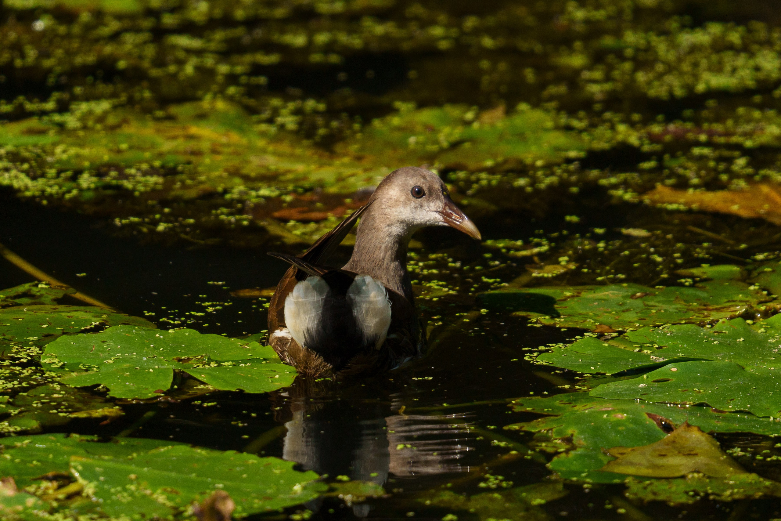 Удивительные мир птиц. Вокруг нас столько прекрасного — присмотритесь!. Ваш личный фотограф Марина Волкова