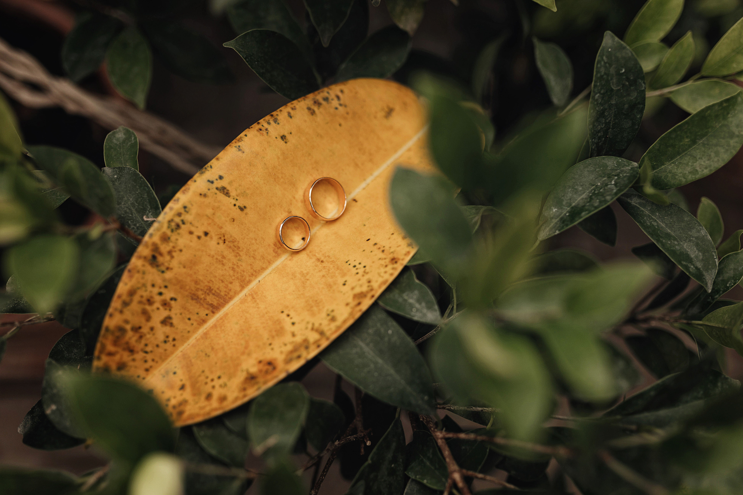 София и Алексей. Семейный и свадебный фотограф в Донецке Елена Гордеева