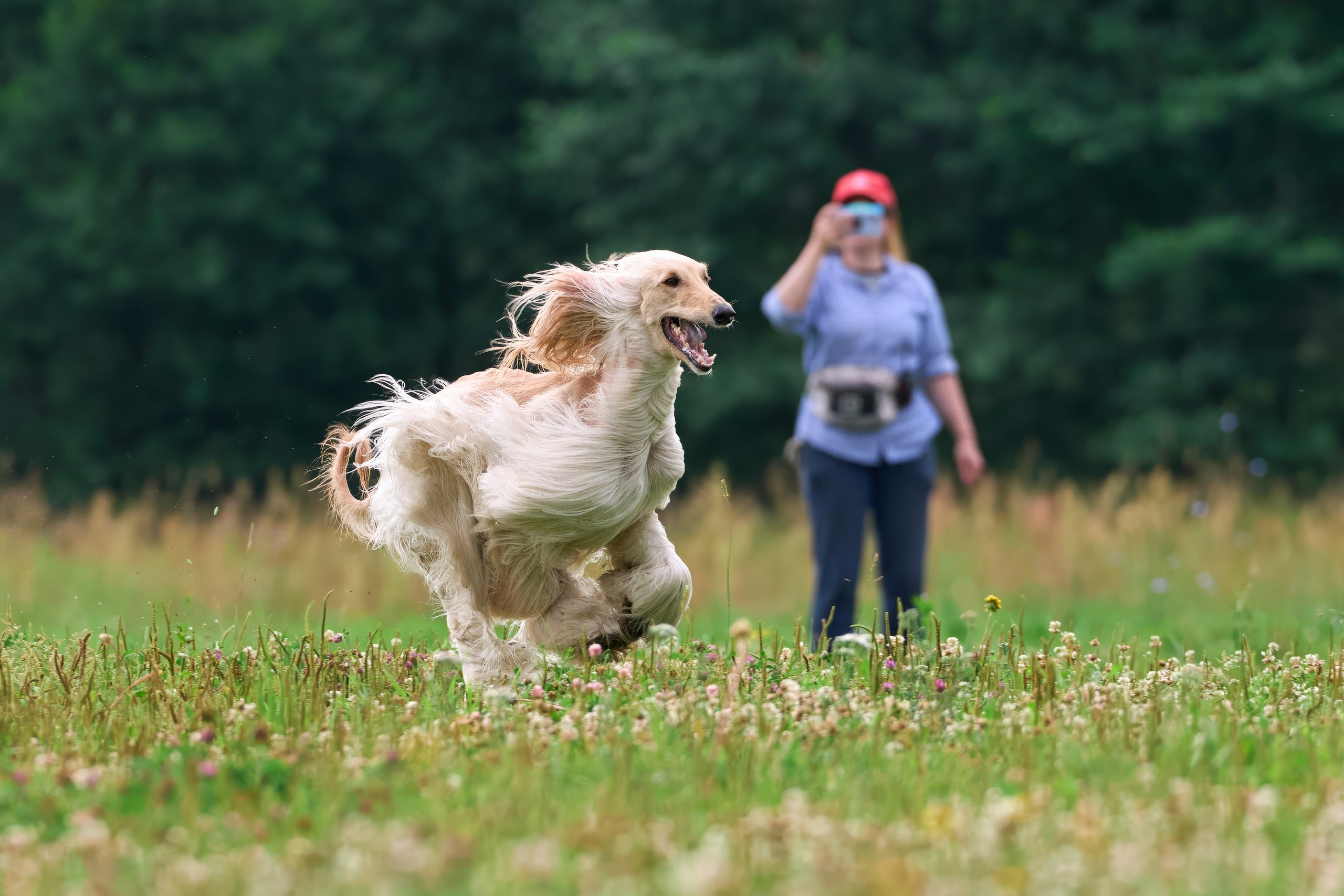 Тренировка по курсингу в Донино. Фотограф-анималист Михаил Манухин