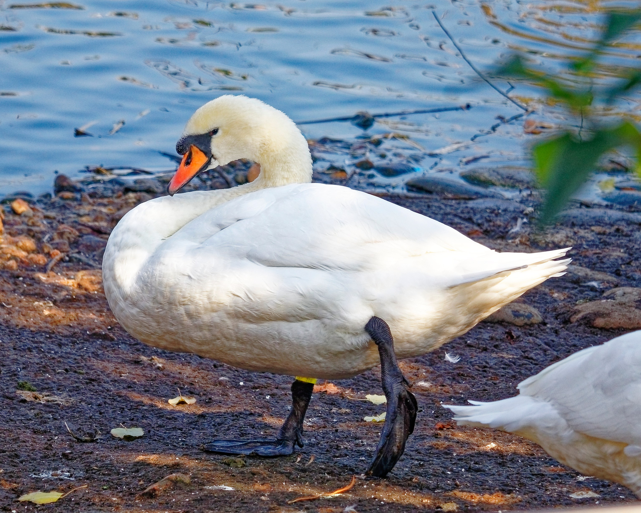 МОСКОВСКИЙ ЗООПАРК. Фотограф Владимир Роля