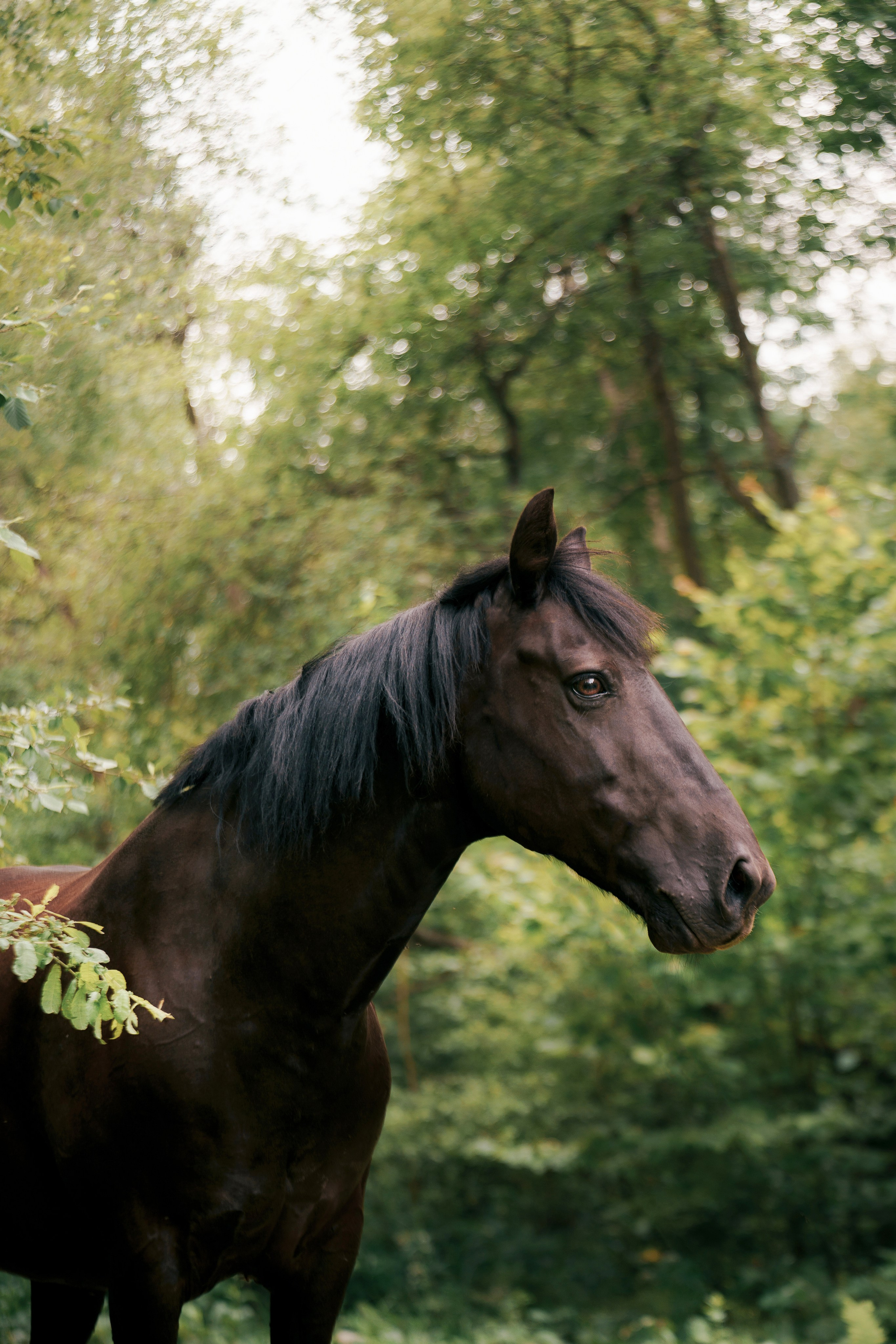 КСК Славино. Фотограф-анималист, портретный фотограф в Чебоксарах Мария Садыкова