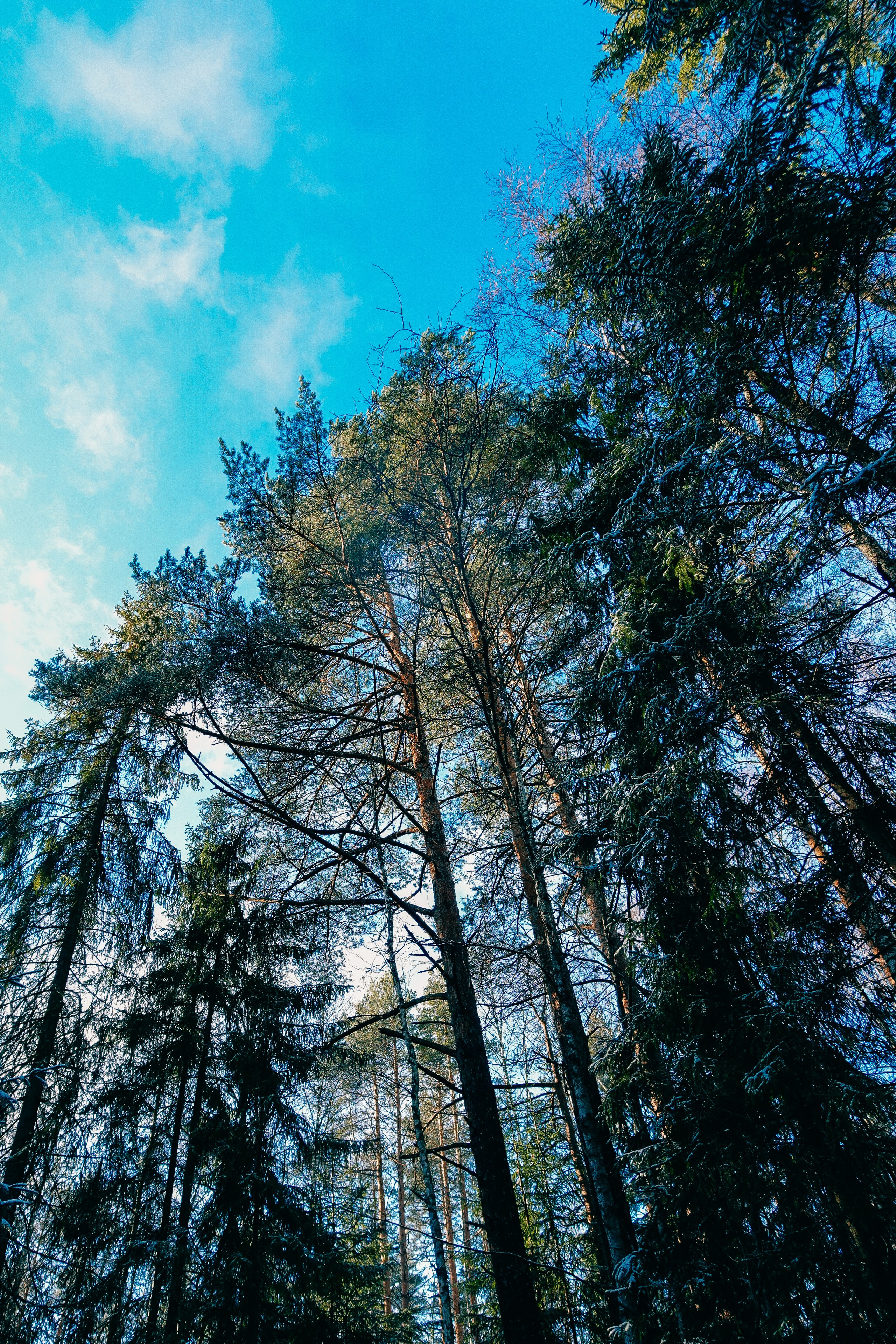 Пленишник. Фотограф Алиса Аспер