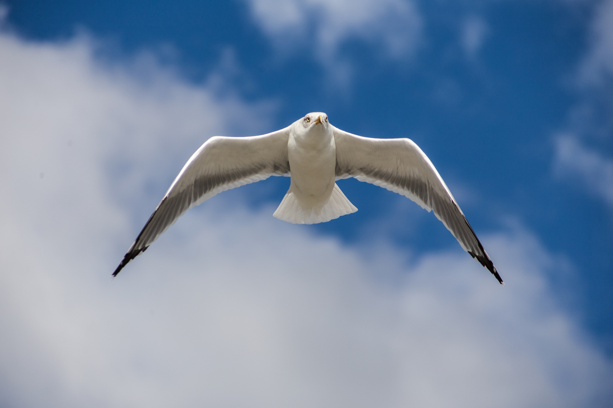 Даша и Денис / помолвка