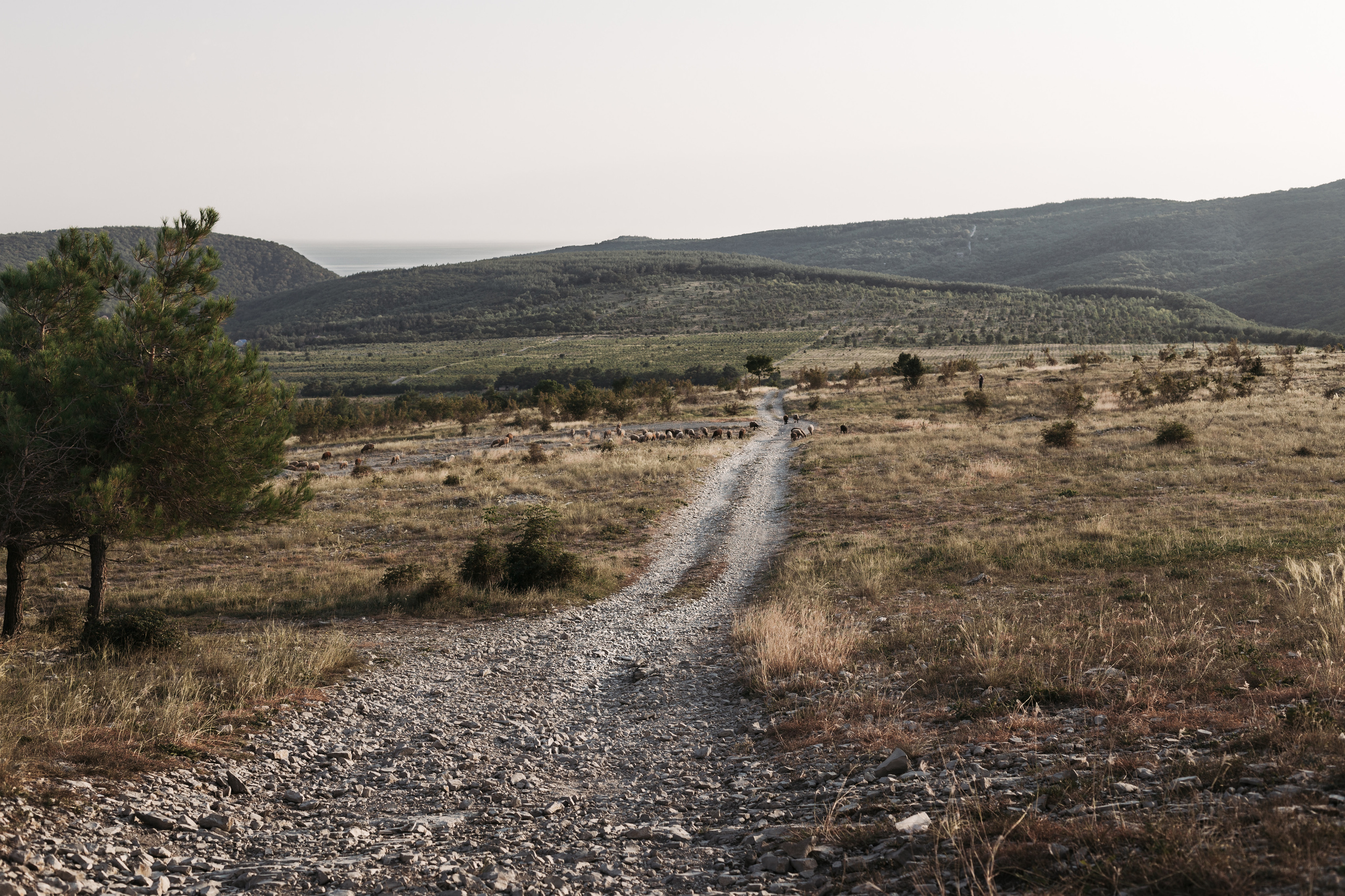 Вова и Лена / идеальный день. свадьба для двоих