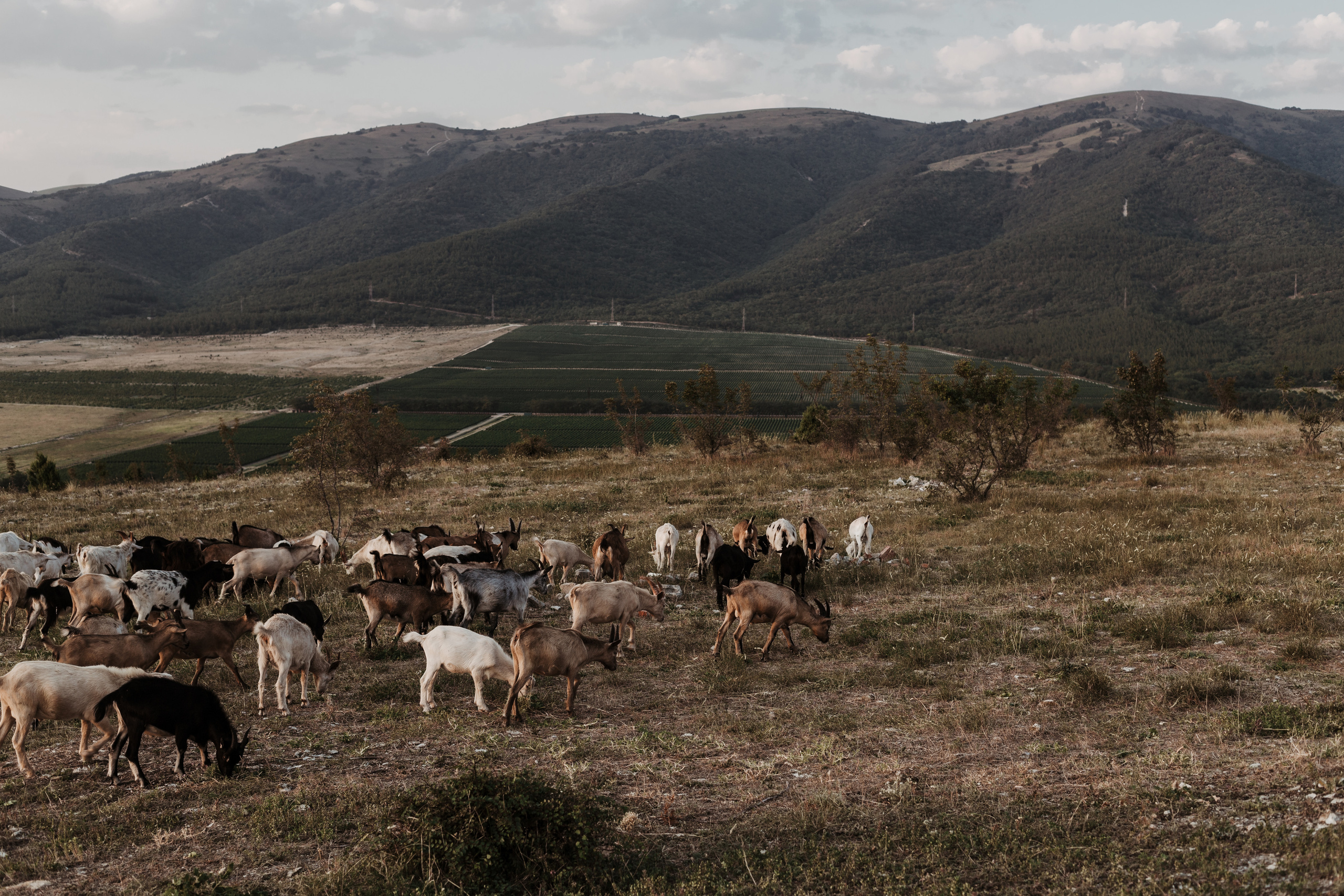 Вова и Лена / идеальный день. свадьба для двоих