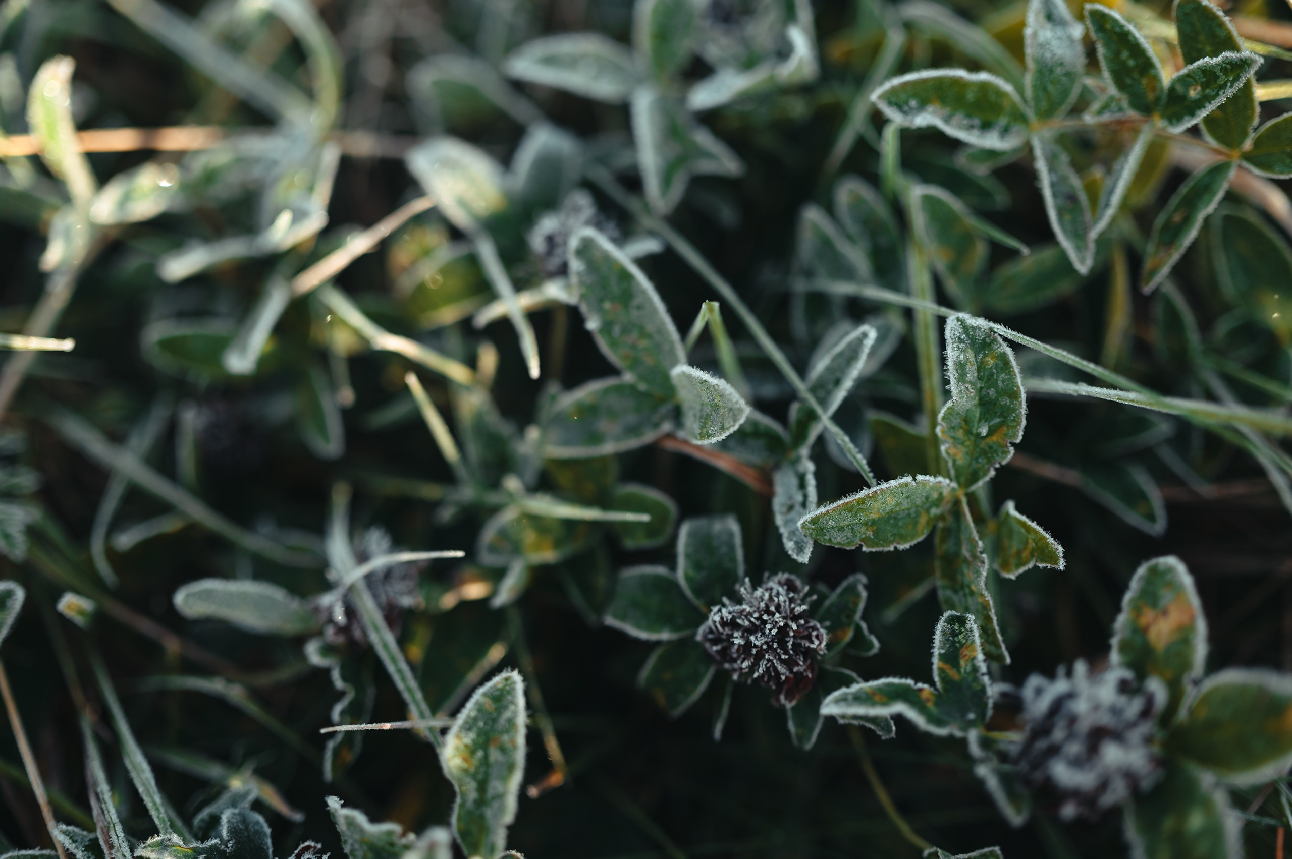 Карелия. Komonev