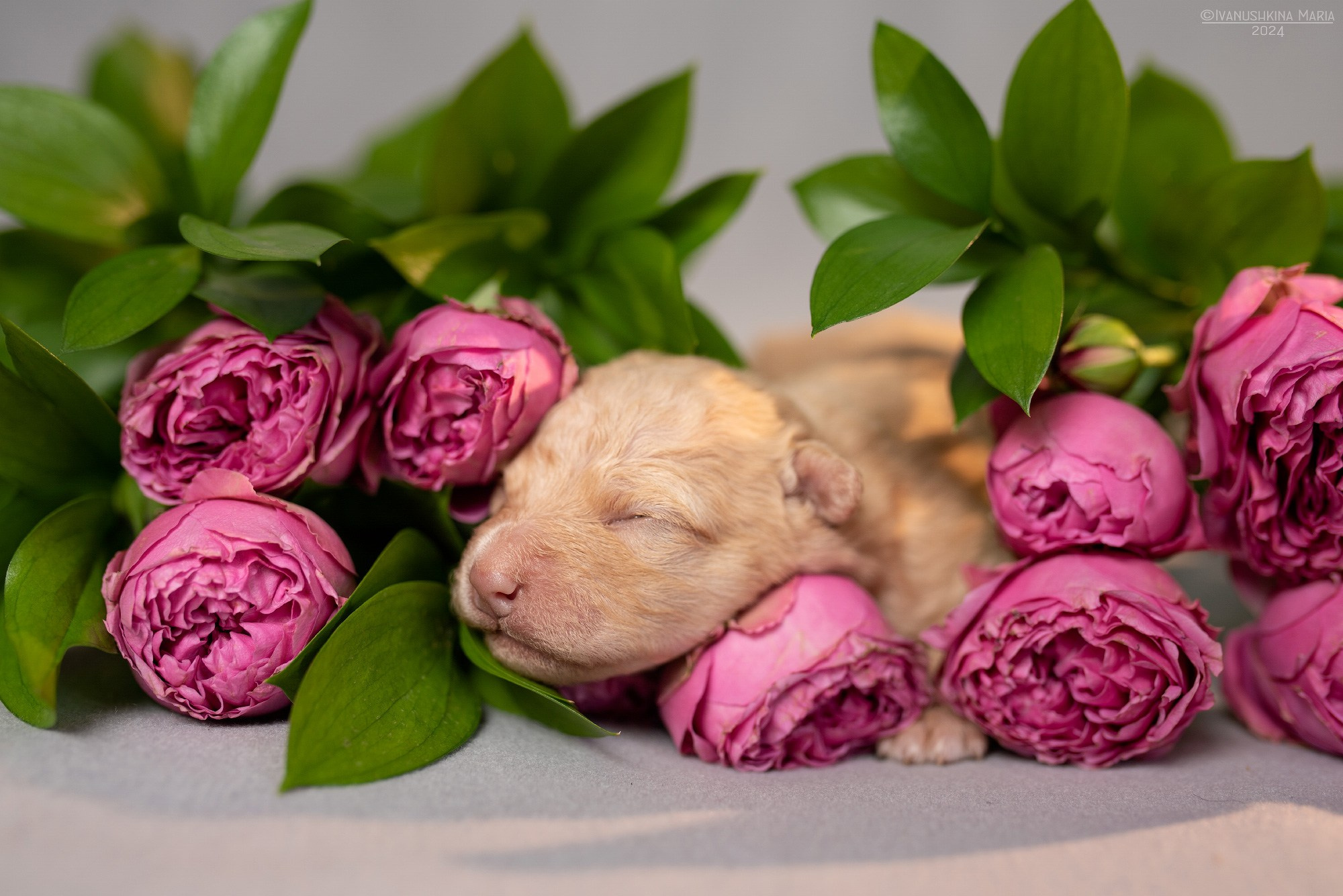 Ньюборн фотосессия щенков. Фотограф собак в Москве и Московской области Иванушкина Мария