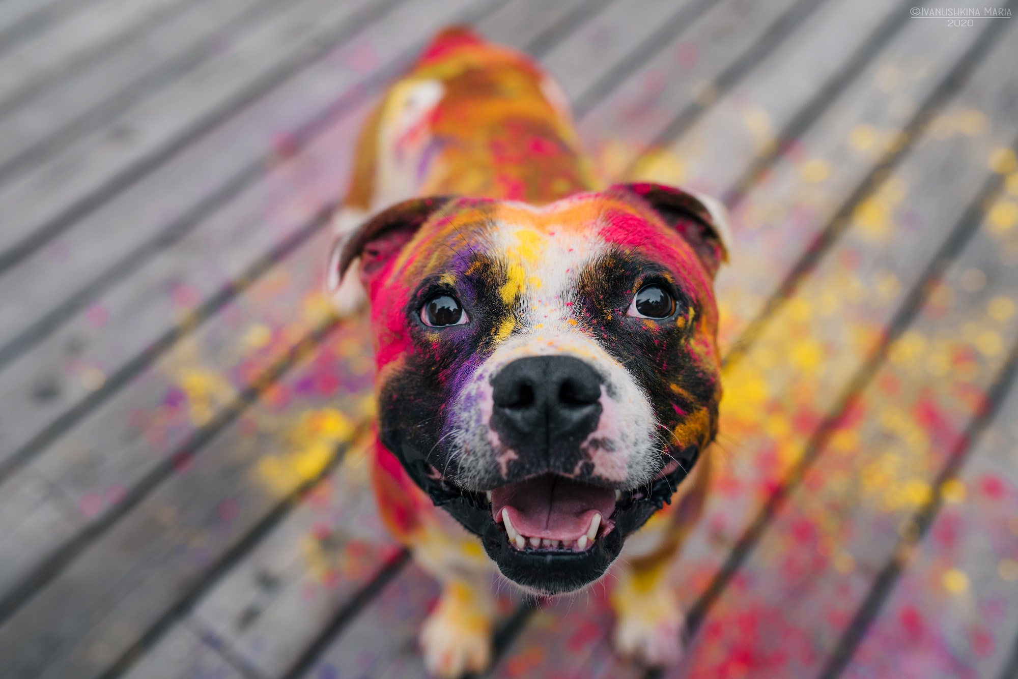 Фотосессия собаки с красками холи. Фотограф собак в Москве и Московской области Иванушкина Мария