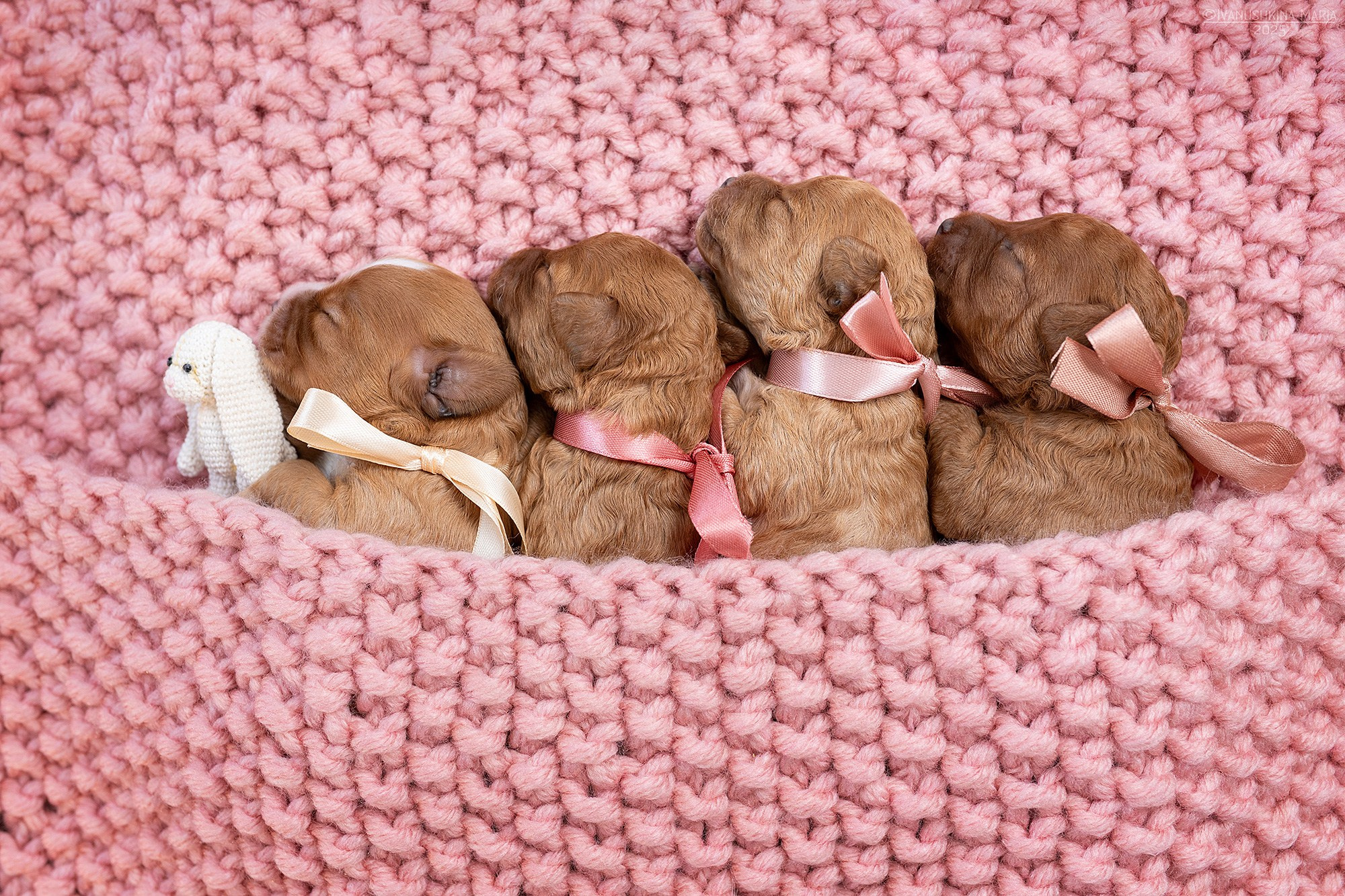 Ньюборн фотосессия щенков. Фотограф собак в Москве и Московской области Иванушкина Мария