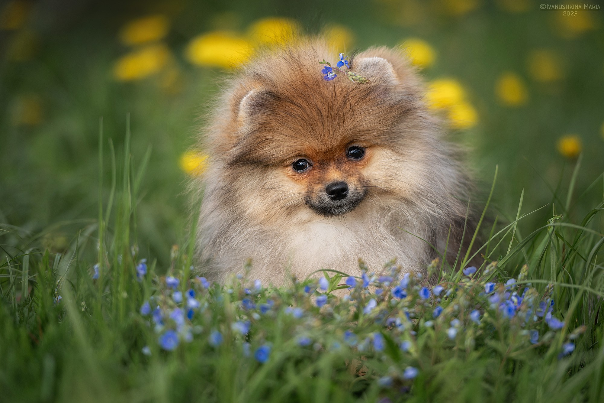 Фотосессия щенков на продажу. Фотограф собак в Москве и Московской области Иванушкина Мария