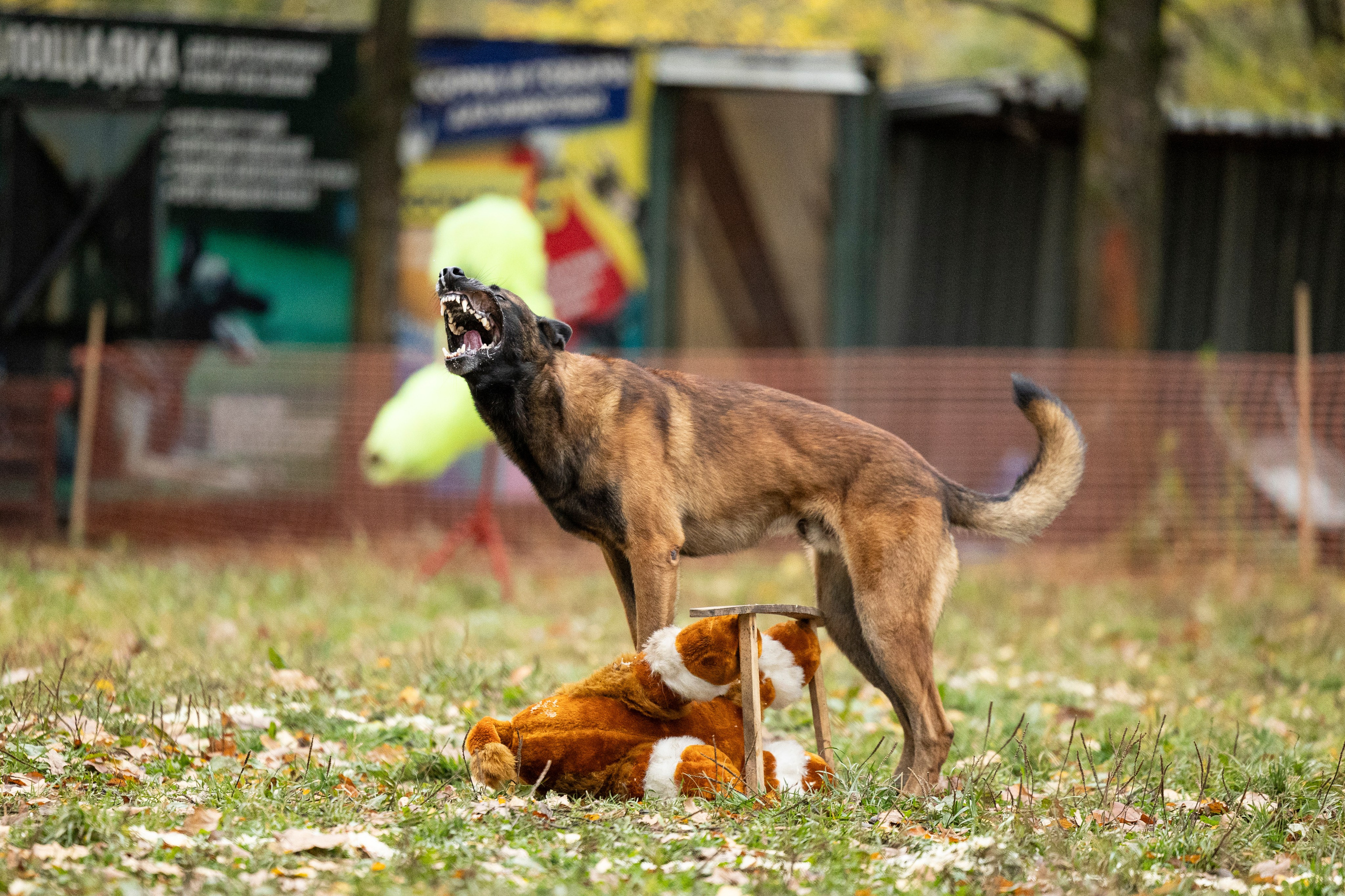 Соревнования по Мондьорингу г. Вологда. Фотограф-анималист Анна Маринич