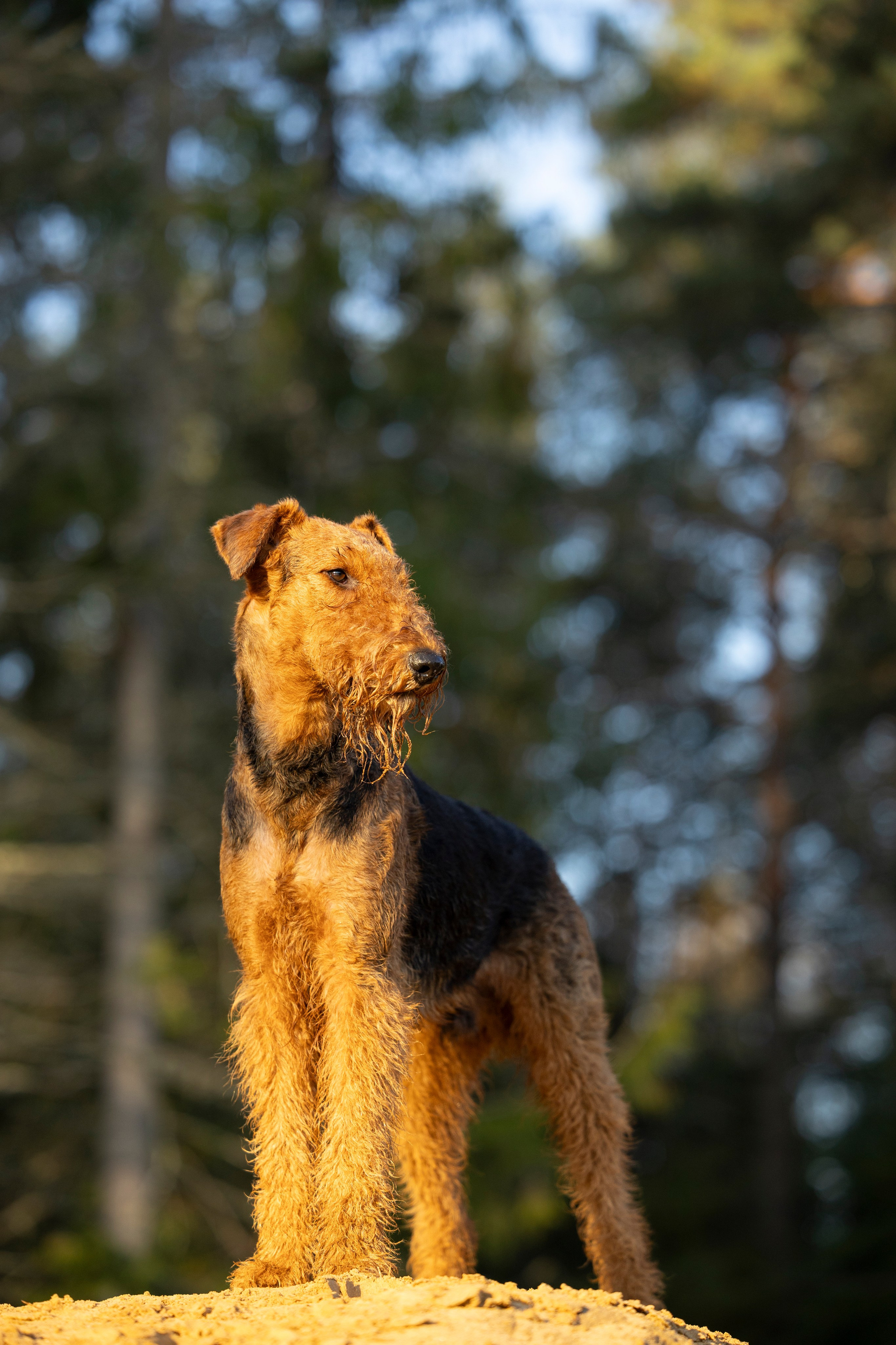 Харди. Фотограф-анималист Анна Маринич