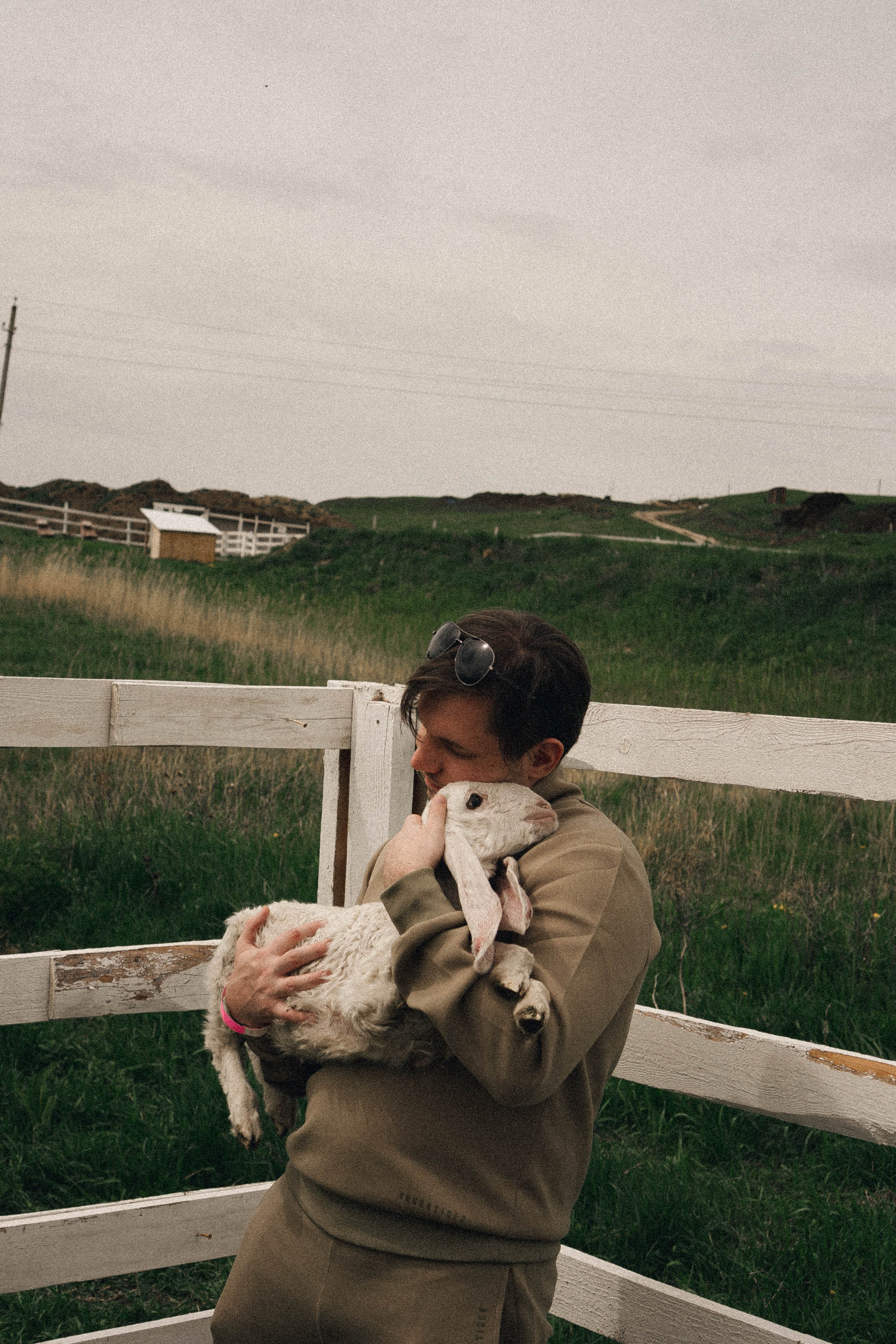 Ферма Альпак. Профессиональный фотограф, Санкт-Петербург — Виктория Богомолова