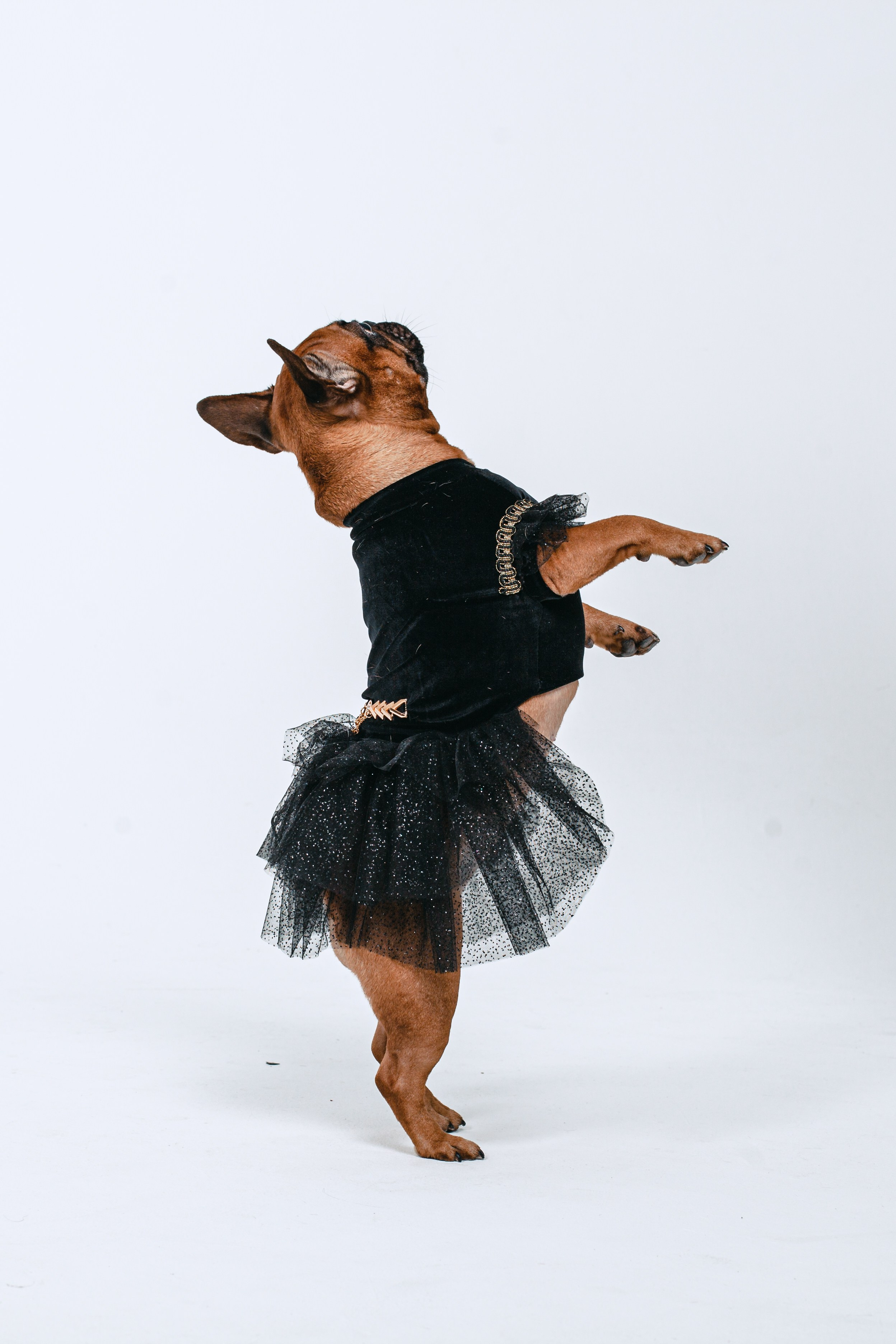 Пижамная вечеринка французских бульдогов и их хозяев. Фотограф-анималист Татьяна Степанова