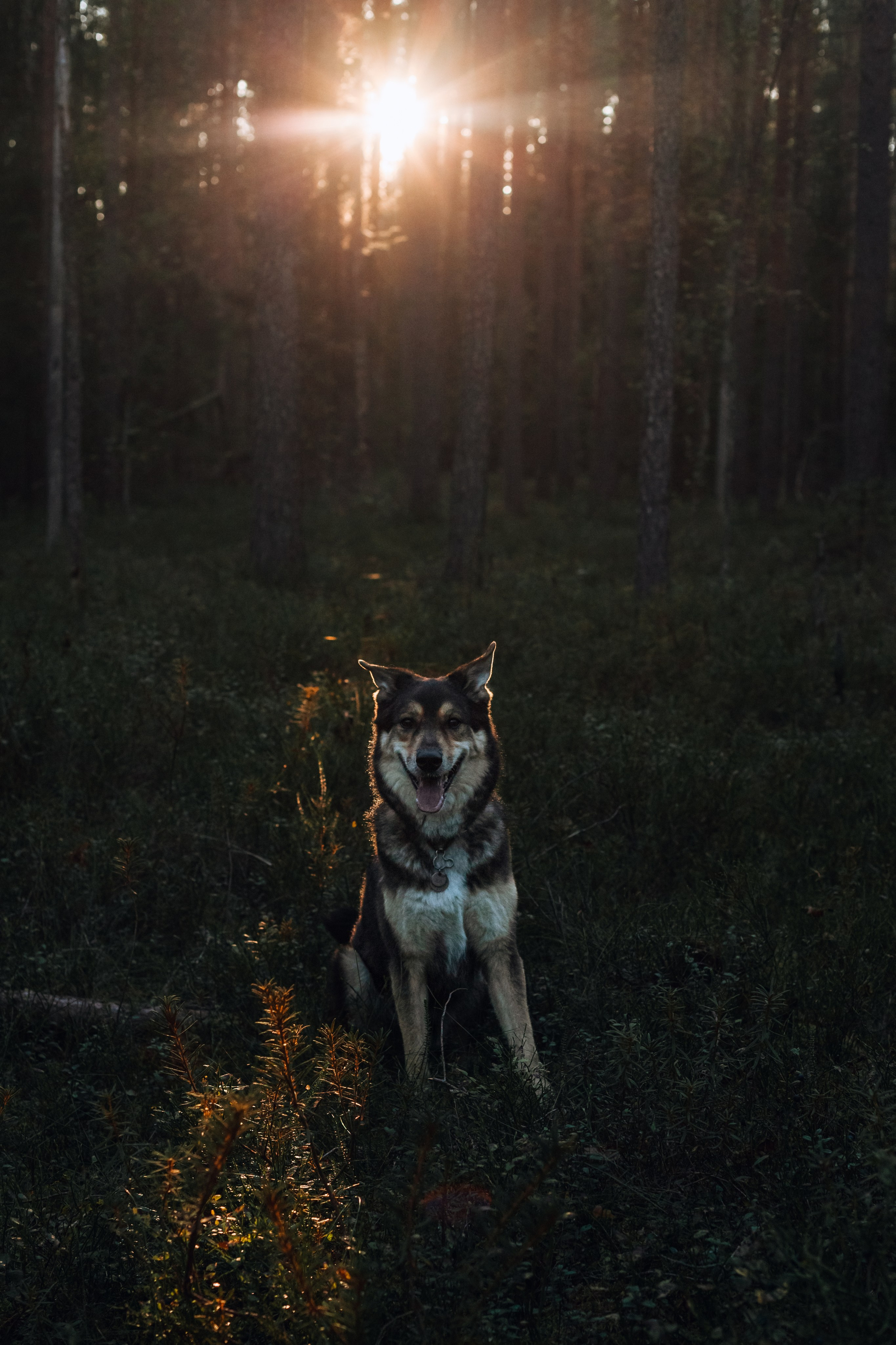 Фотопрогулка в Ленобласти. Фотограф-анималист Татьяна Степанова