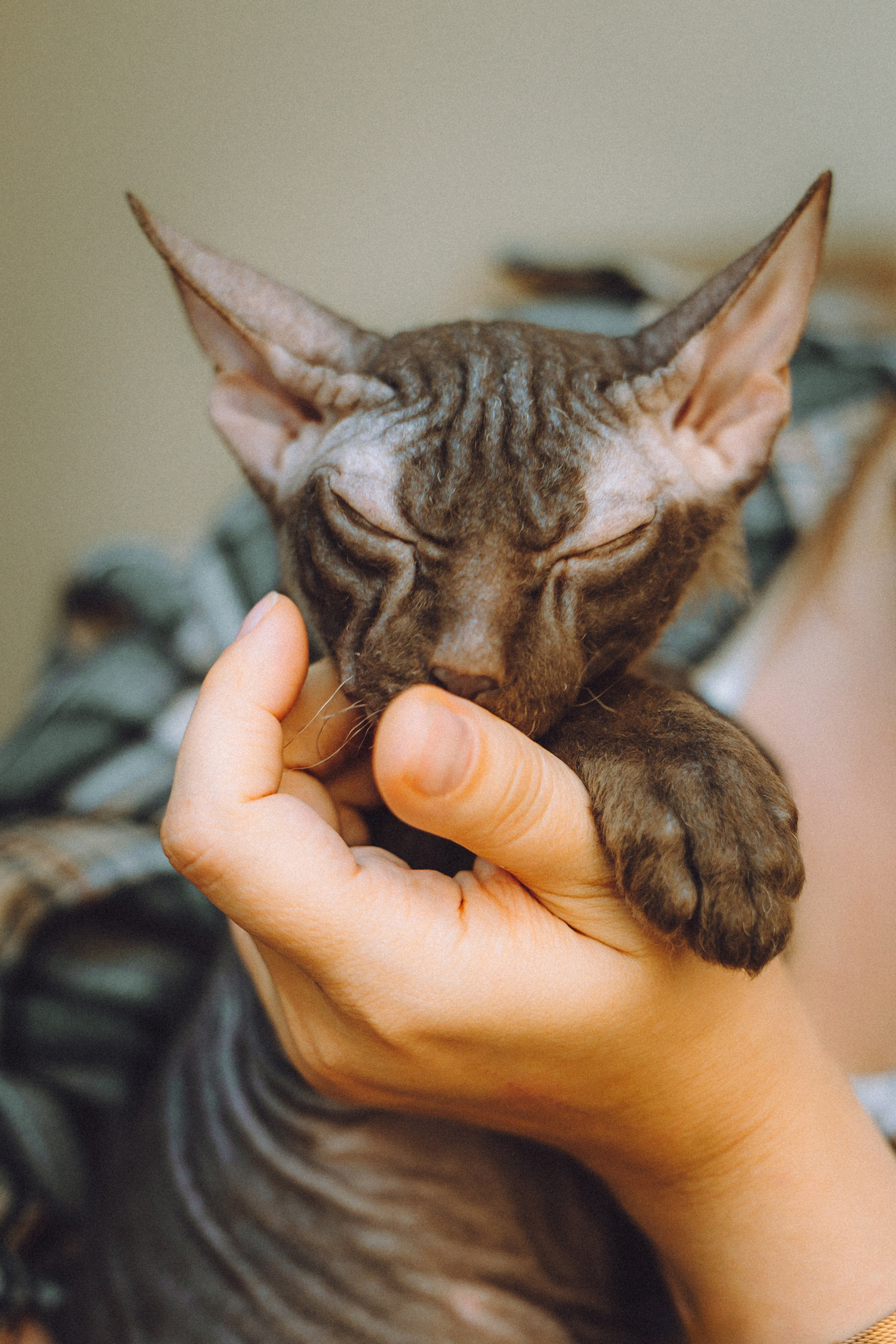 Кокос, Света, Динара и Вилли