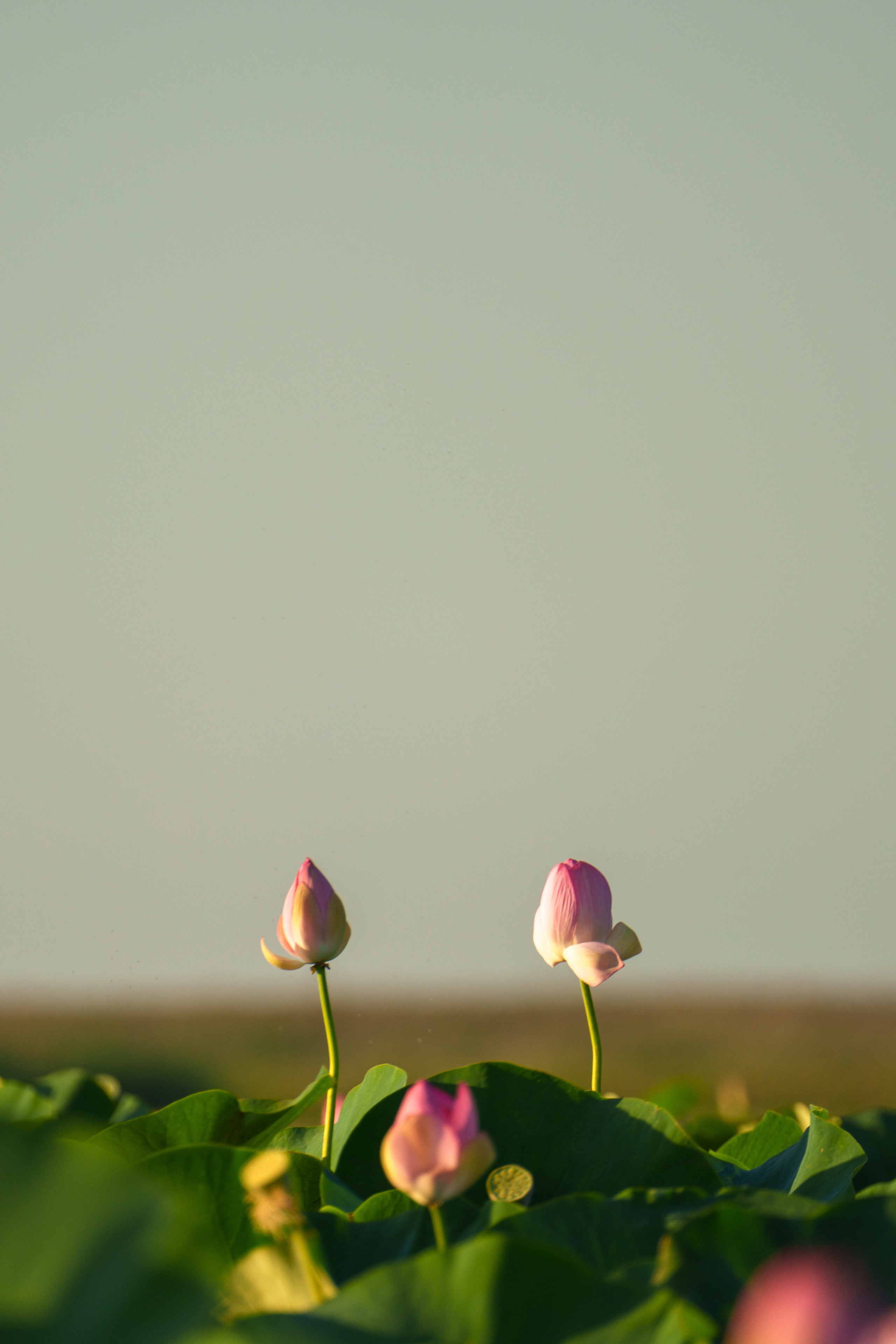 Золотые лотосы. Июль