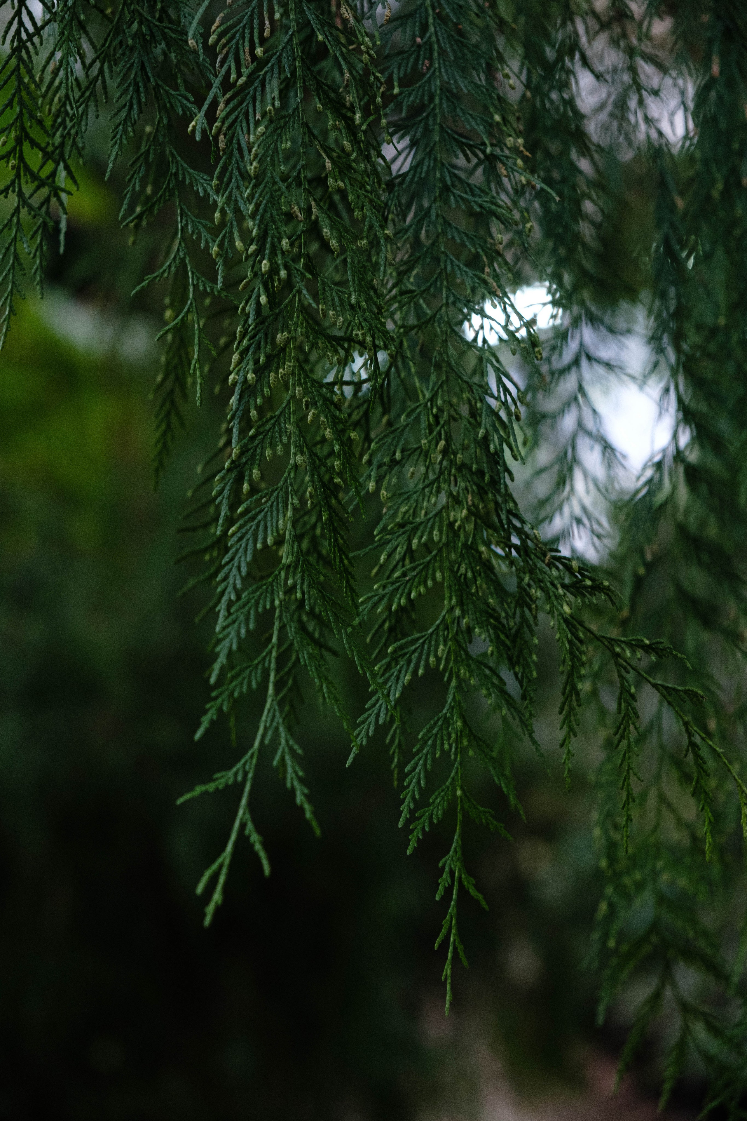 Старая Фондовая оранжерея. Алексей Никифоров свадебный и семейный фотограф Москва, Химки