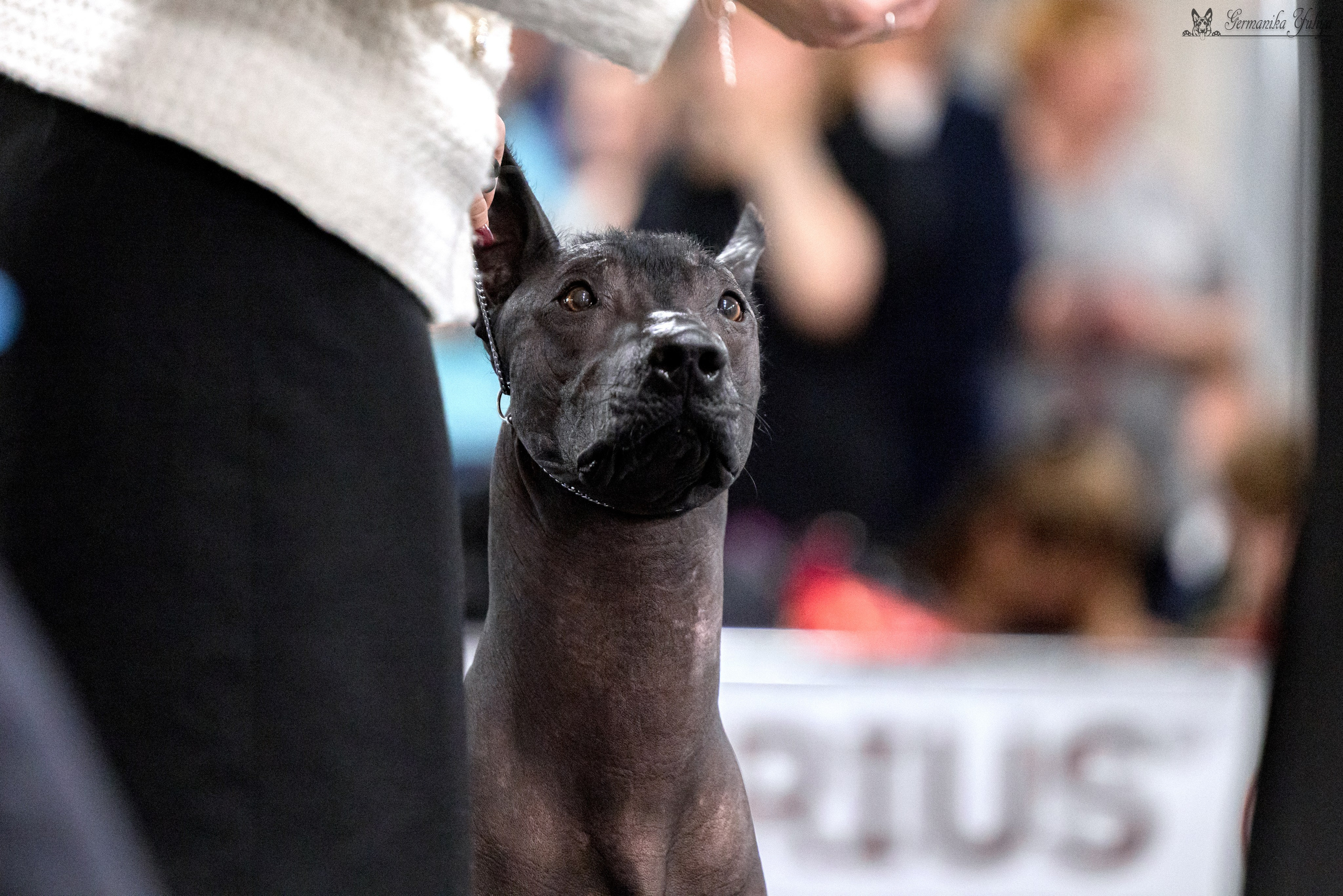 Сфера 29.10,Крокус 4.11,Сфера 12.11.2023. Фотограф-анималист Юлия Германика