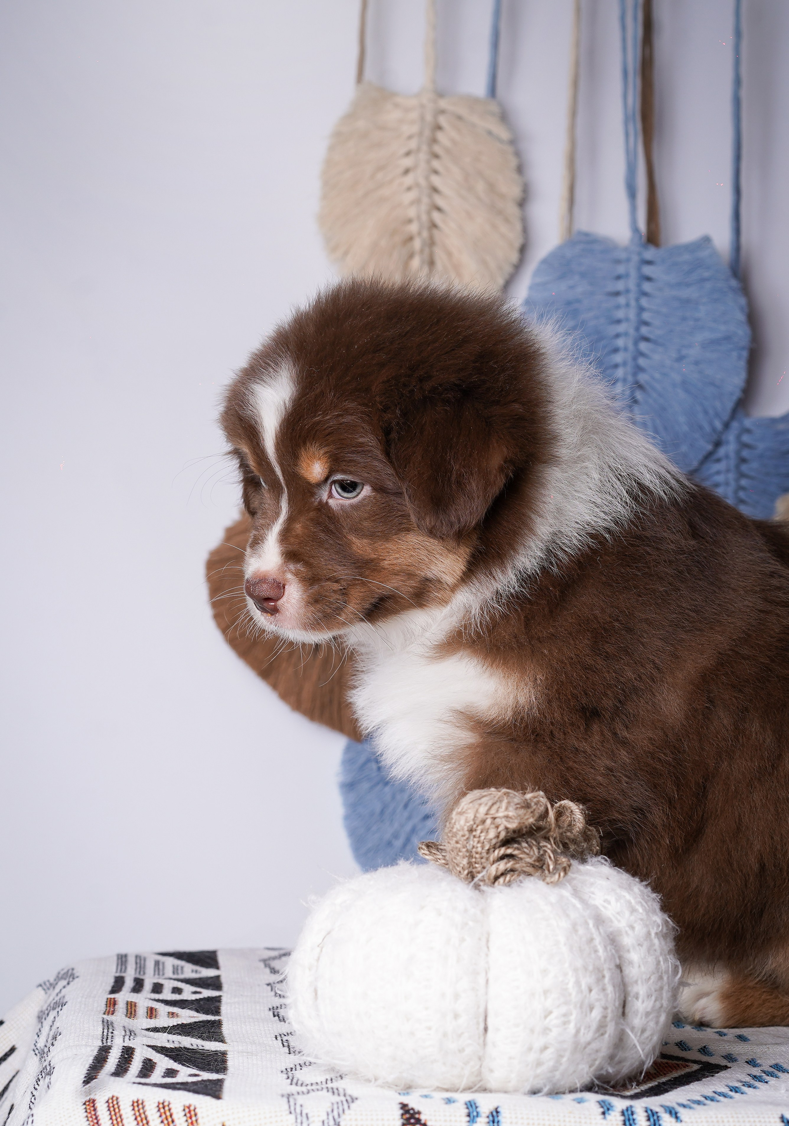 Щенки аусси. Фотограф-анималист в Санкт-Петербурге Яна Мартынова