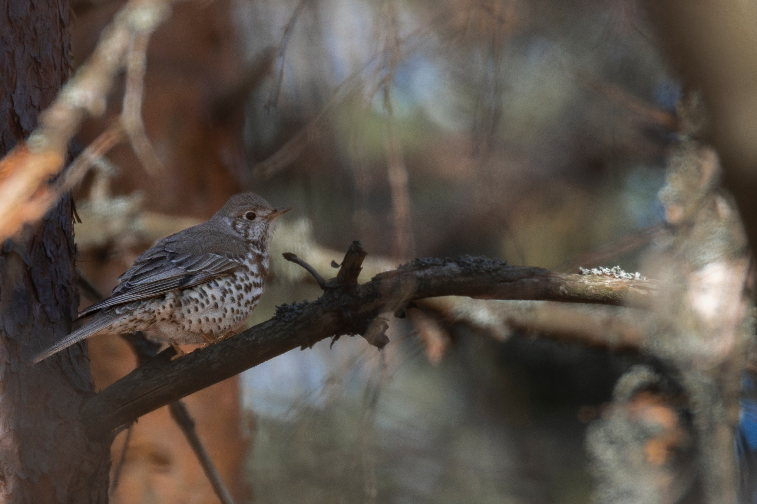 Деряба. Фотограф дикой природы Роман Исаенков