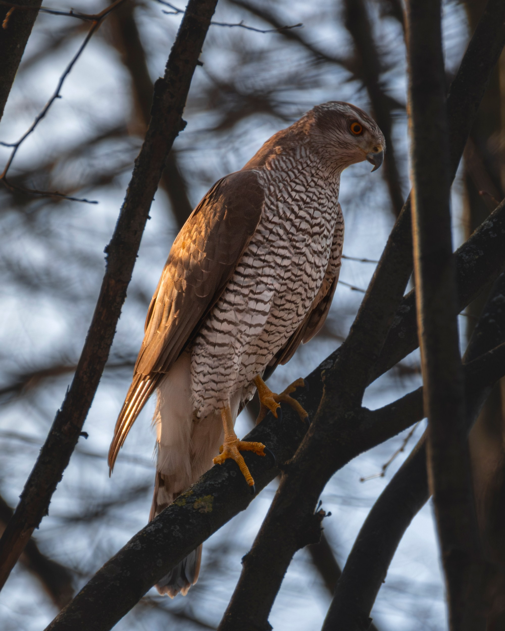 Ястреб тетеревятник, что-то разгядывает.