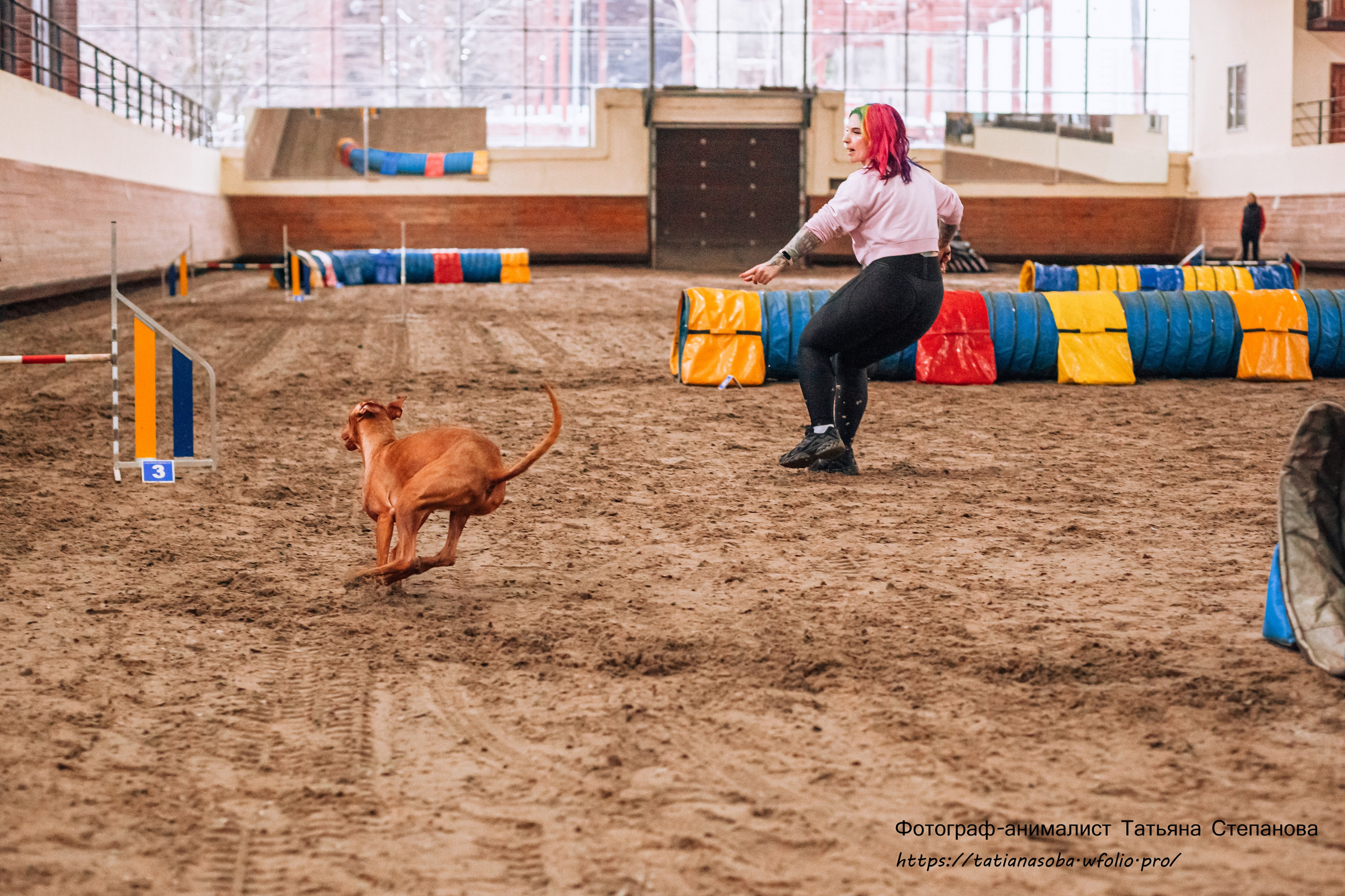 Соревнования по Аджилити 25.02.2024. Фотограф-анималист Татьяна Степанова