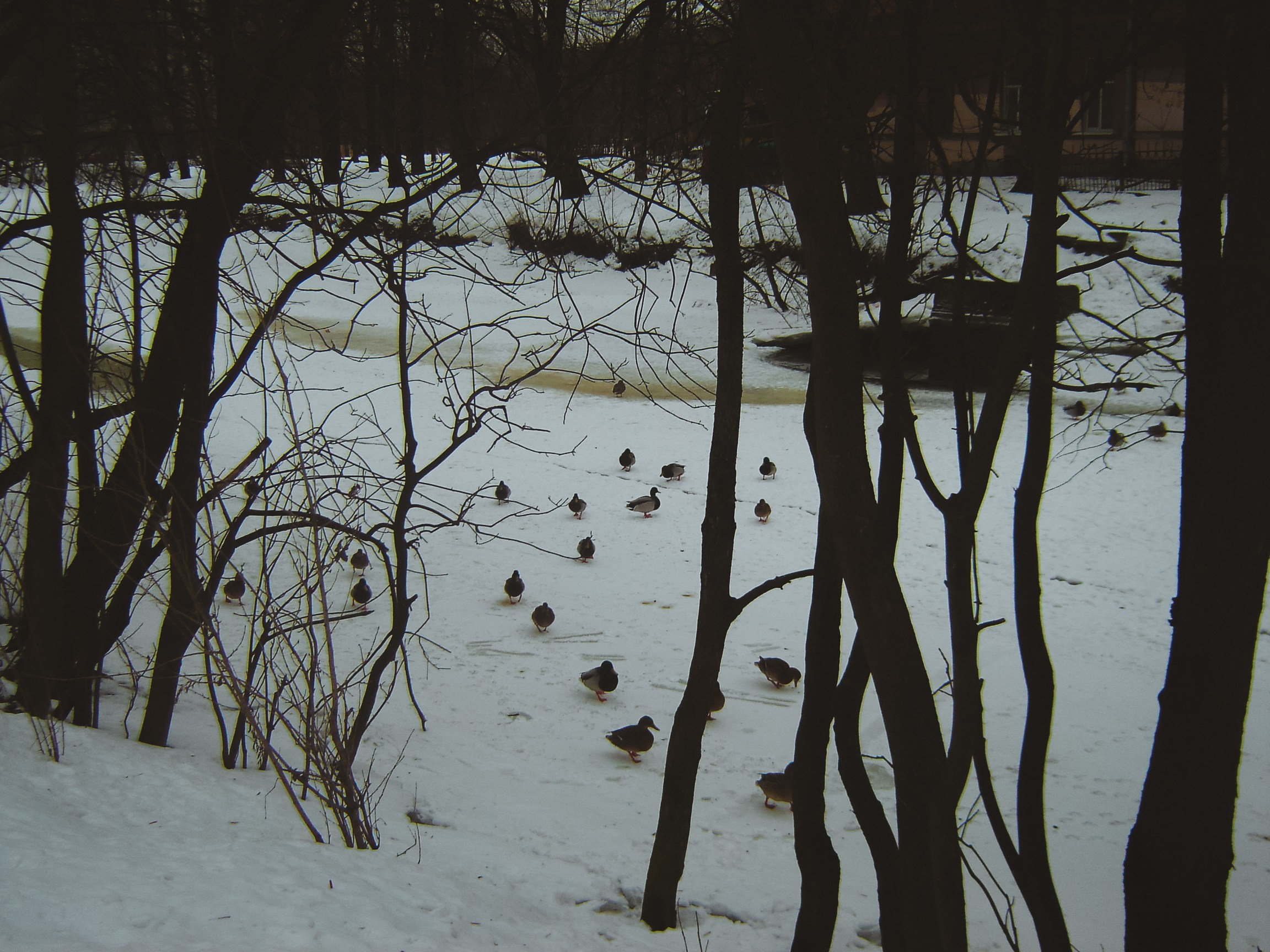 Sony cyber shot dsc p50. Анна Мильч