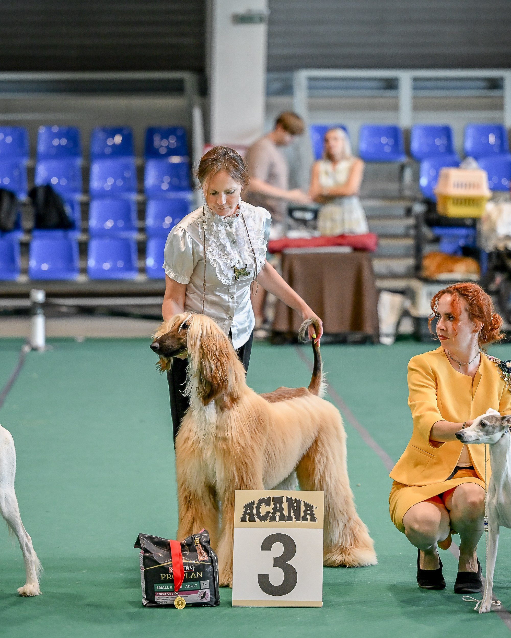 03.08.2025 КОО И Элита. Галерея фотографий афганской борзой