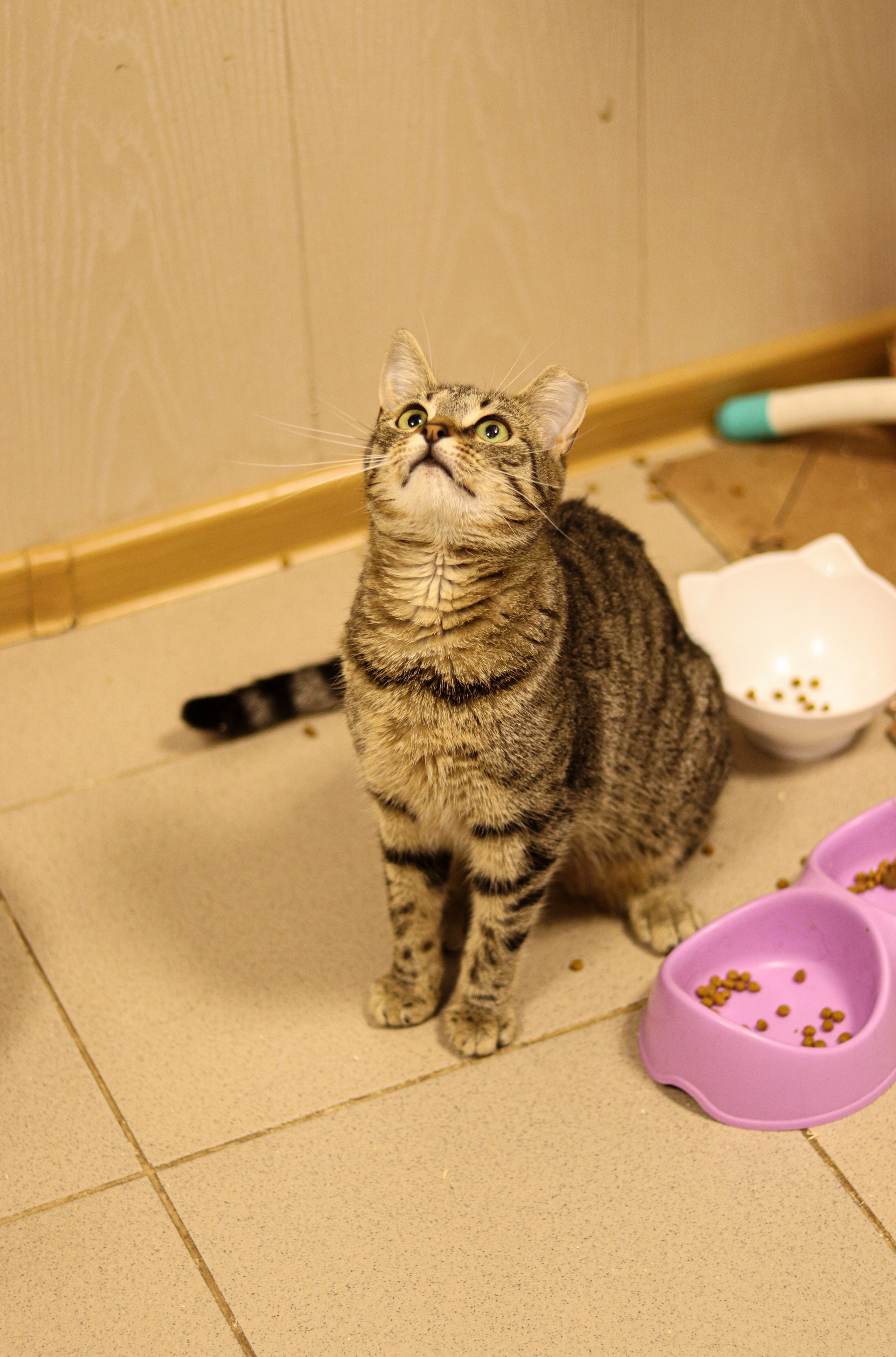 Петербургский дом кота (27 июня 2024). Ивентный фотограф в Санкт-Петербурге Олег Комков