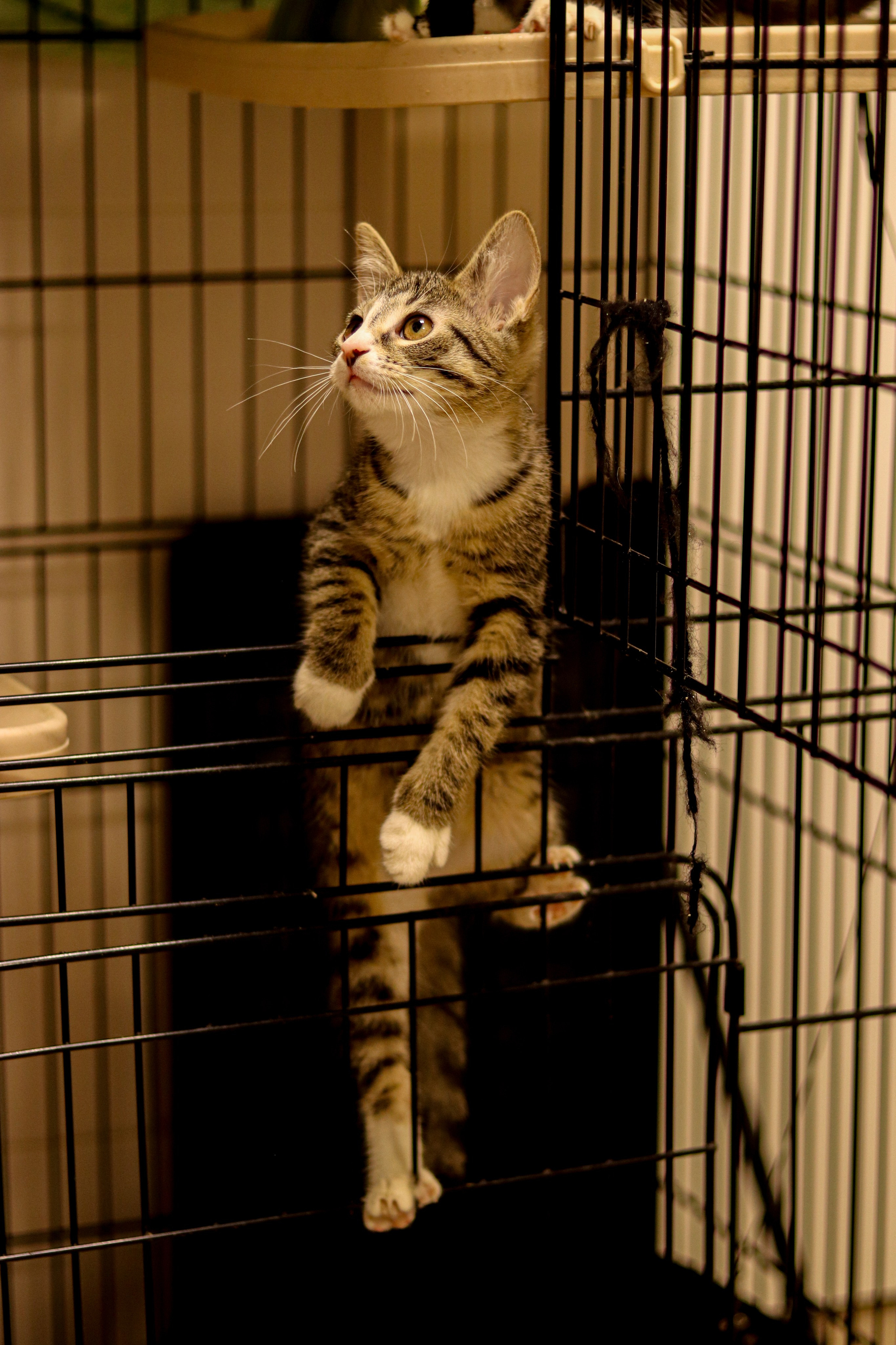 Петербургский дом кота (27 июня 2024). Ивентный фотограф в Санкт-Петербурге Олег Комков