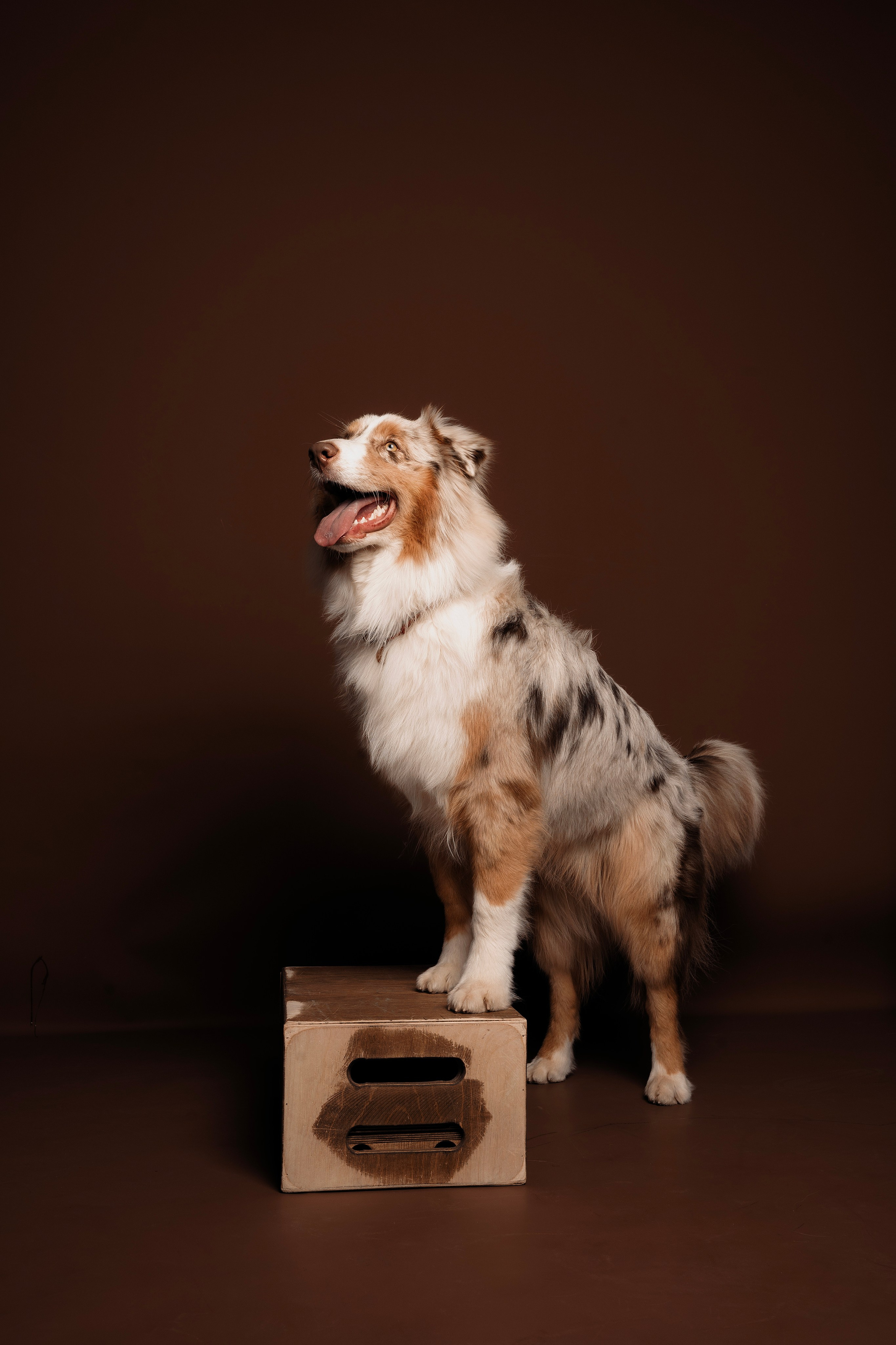 Дэймон. Фотограф- анималист Александра Матвеева