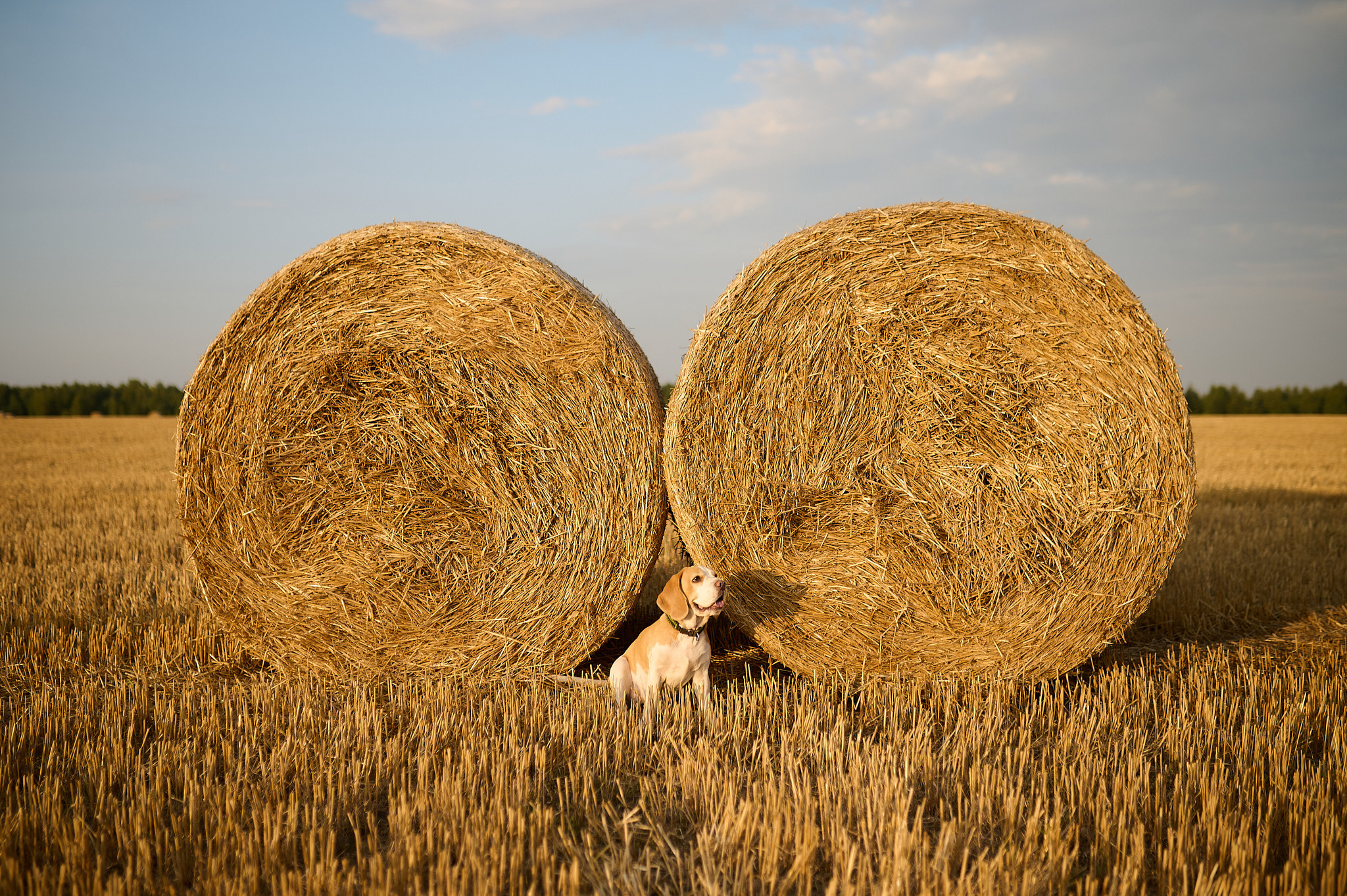 Стефания. Семейный и свадебный фотограф в Сарове Дмитрий Власов
