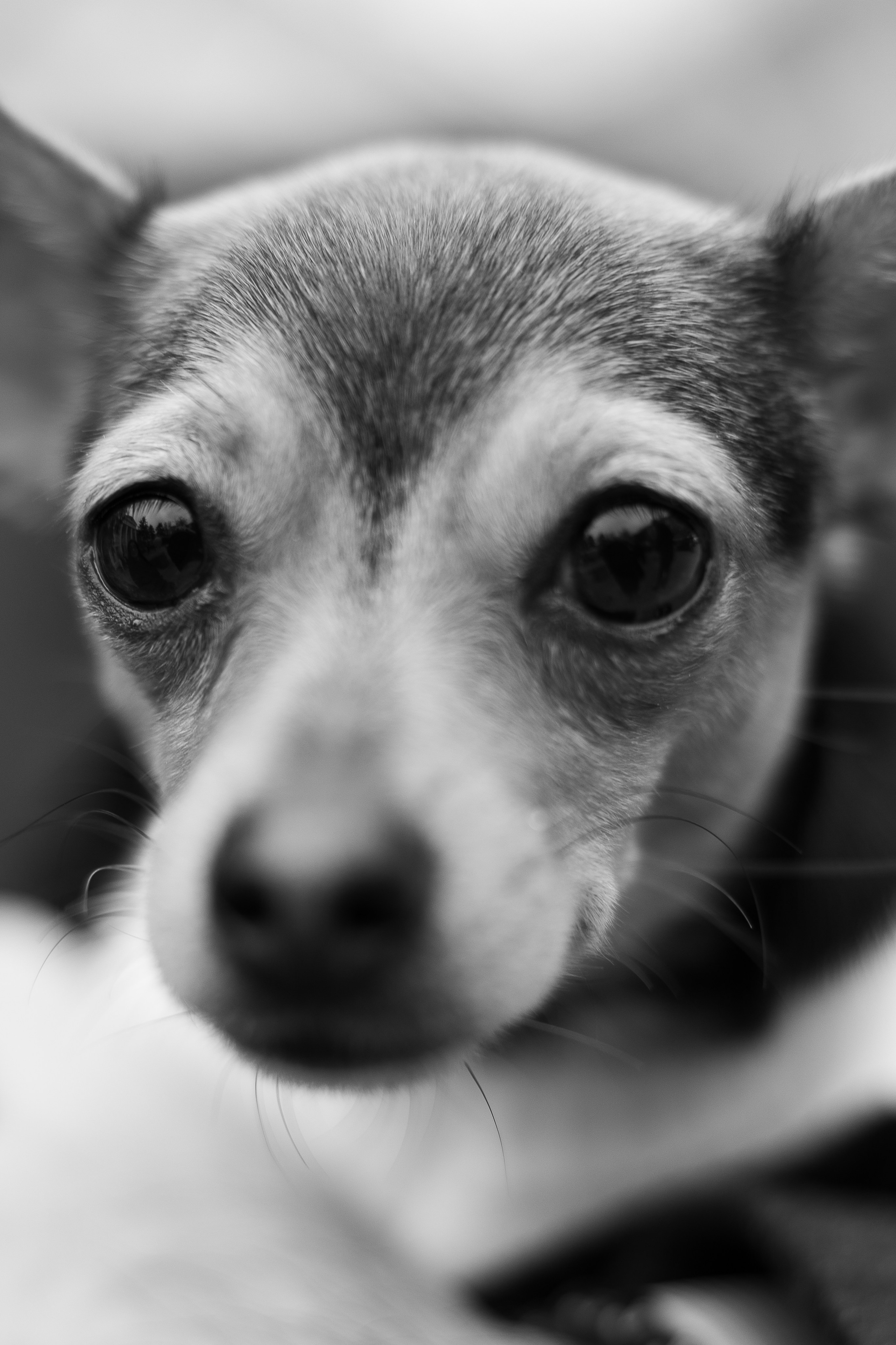 Эдуард и Карина. Свадебный | Семейный фотограф