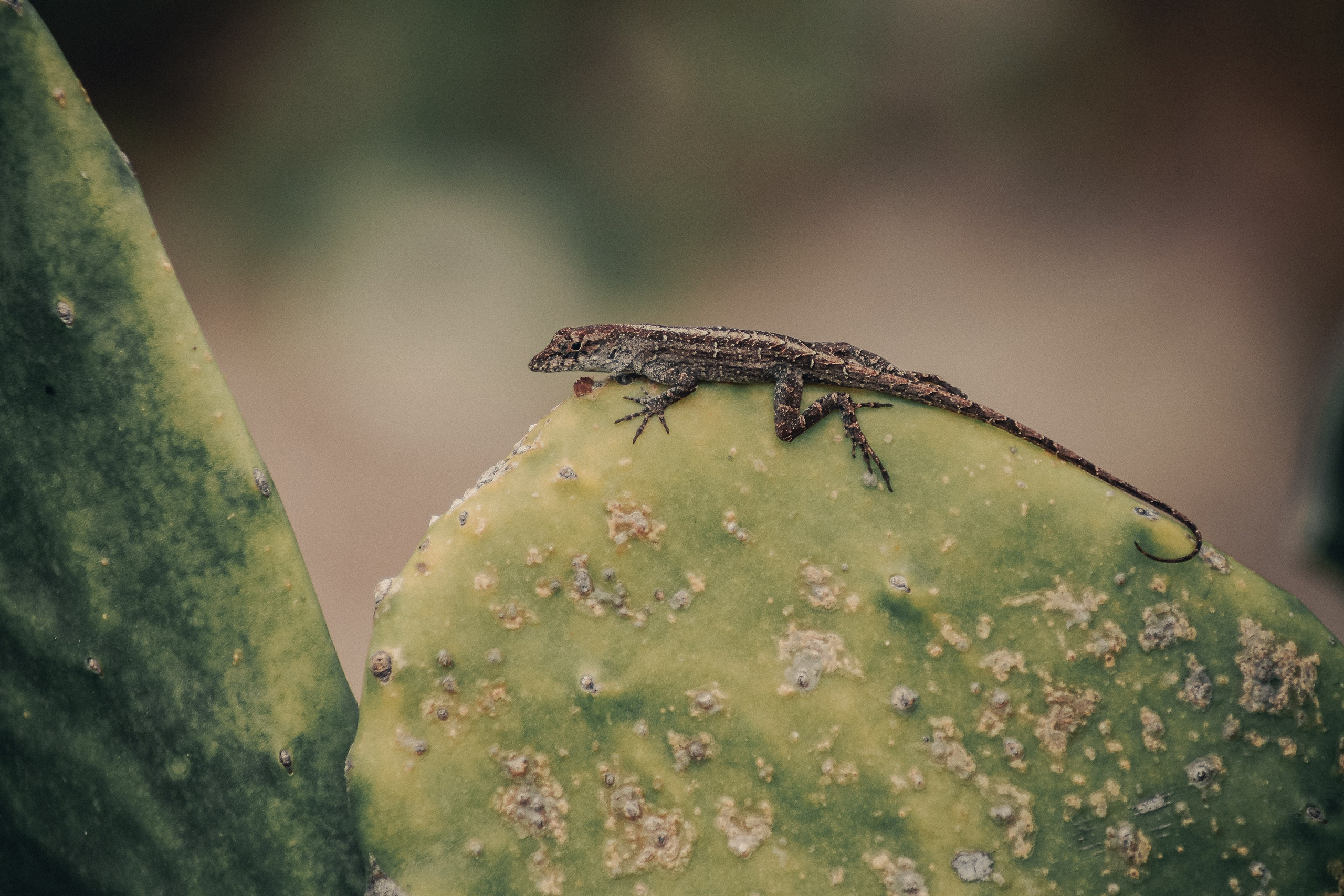 Куба. Фотошкола ArtFotoLife для начинающих и продвинутых фотографов