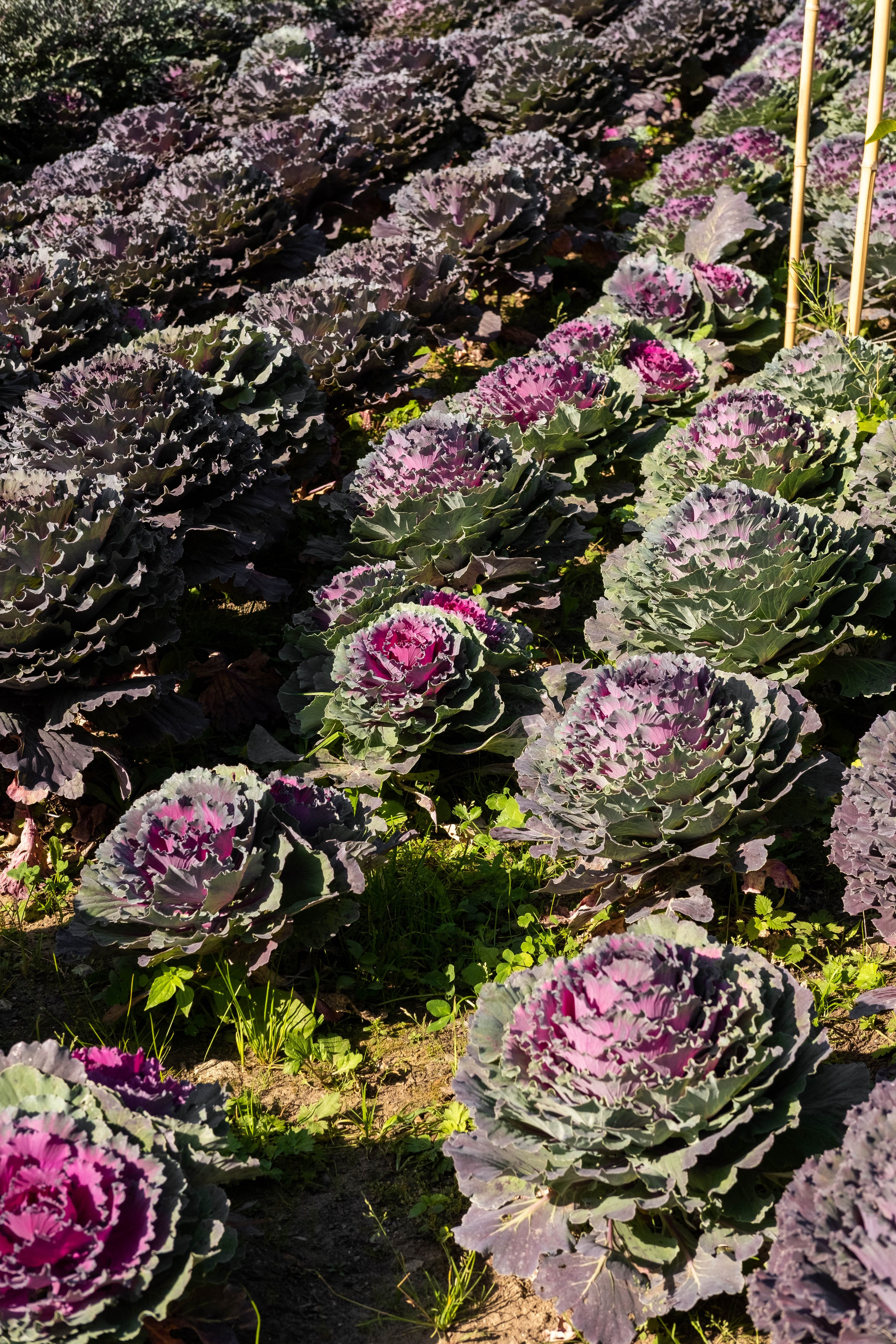 Москва 2024. Свадебный и семейный фотограф в Новосибирске, Санкт-Петербурге, Москве