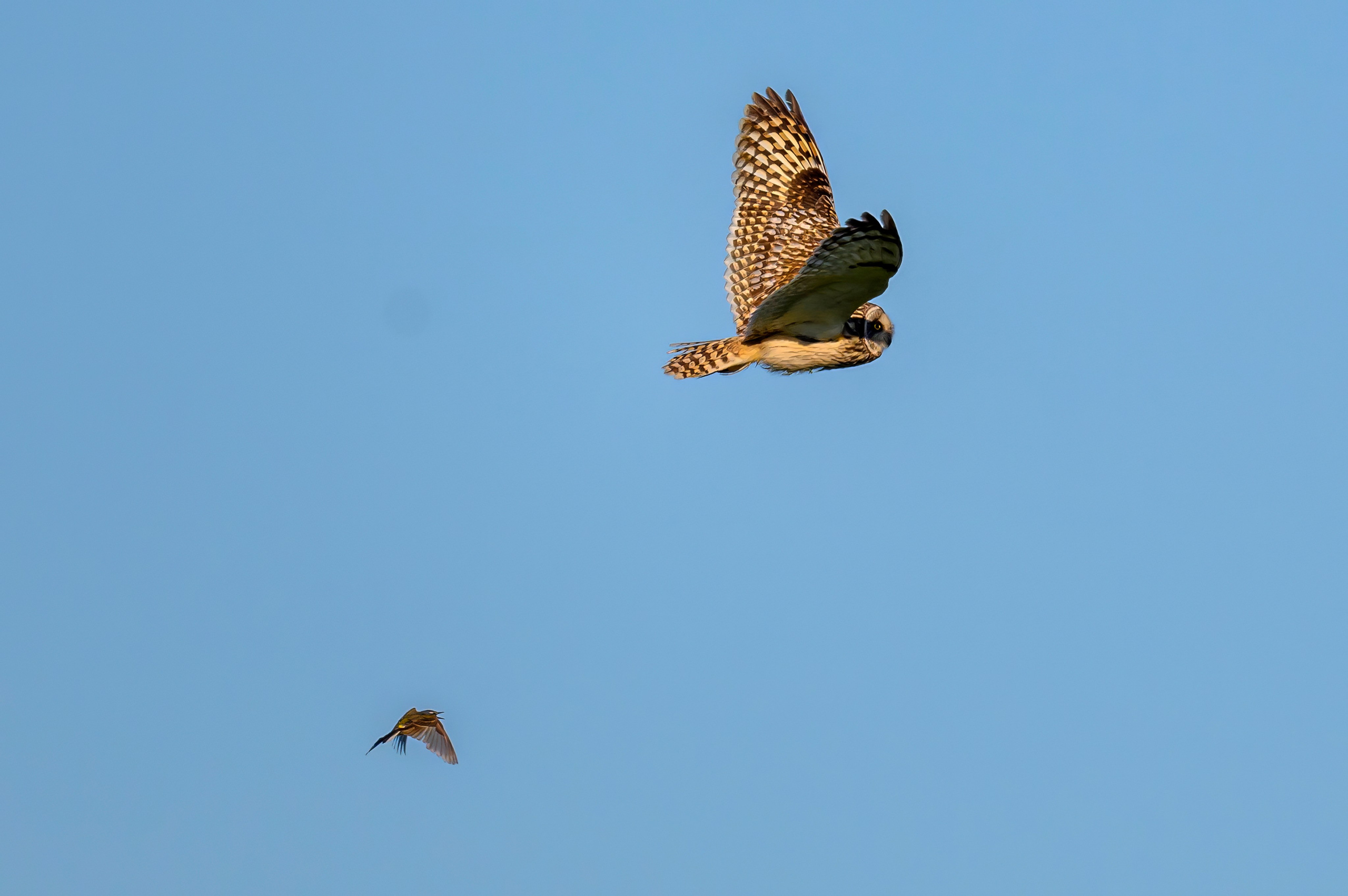 Пустельга и совы. Wildlife photography by Sergey Puponin