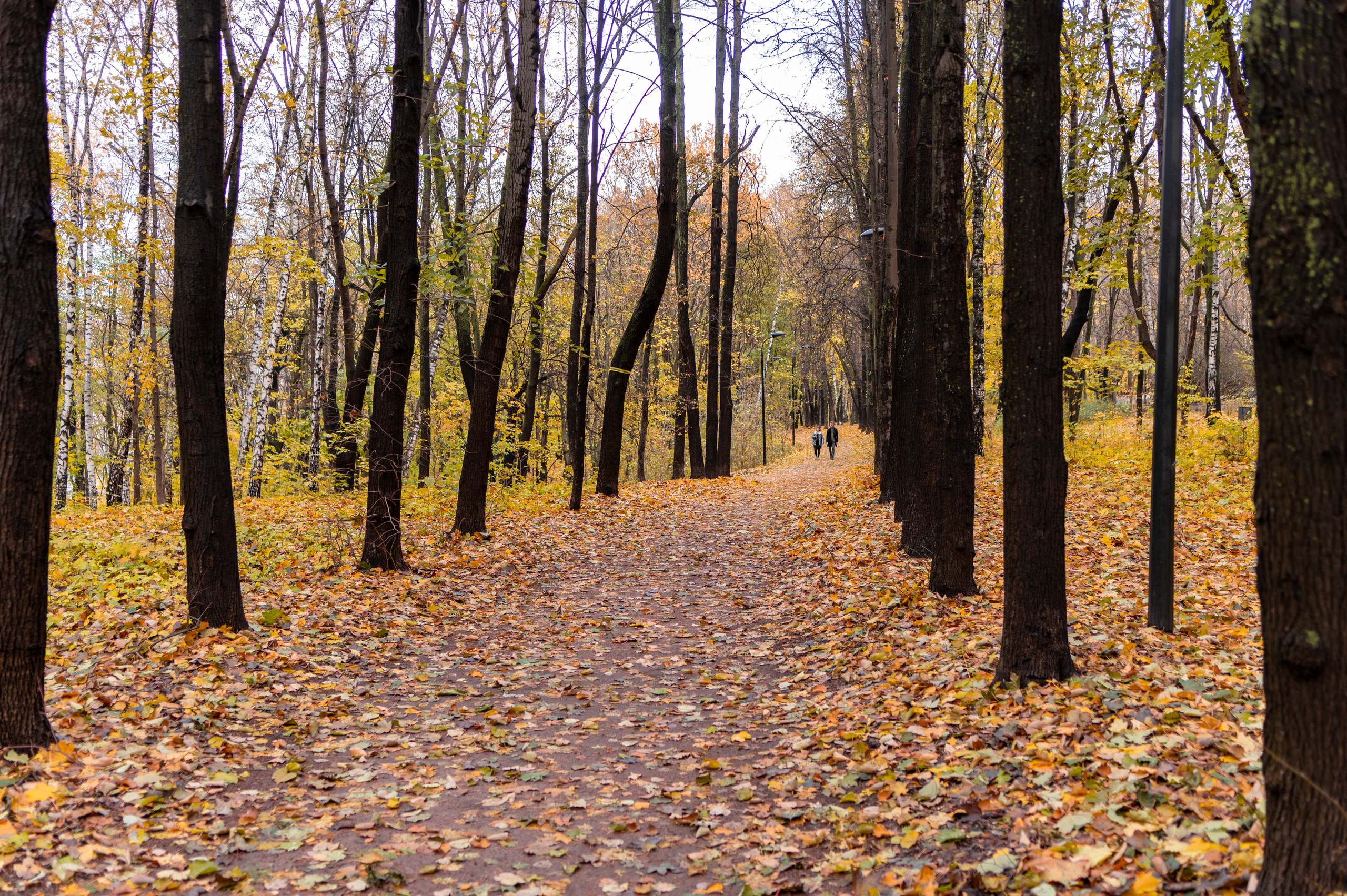 20231031 Нескучный сад. Дмитрий Ремизов. Фотография, как хобби