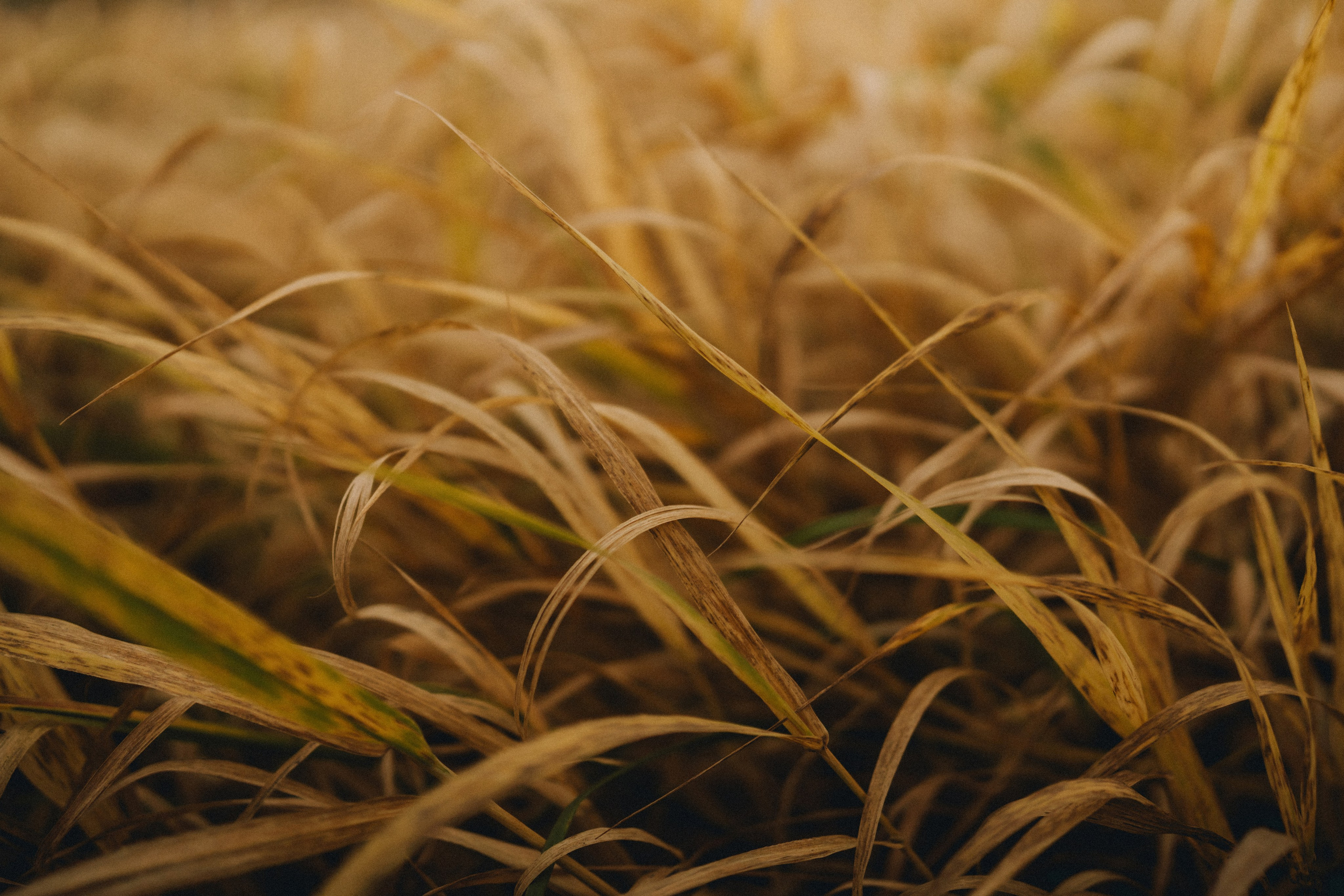 Лия | осенняя фотосессия у воды. Портретный фотограф Москва
