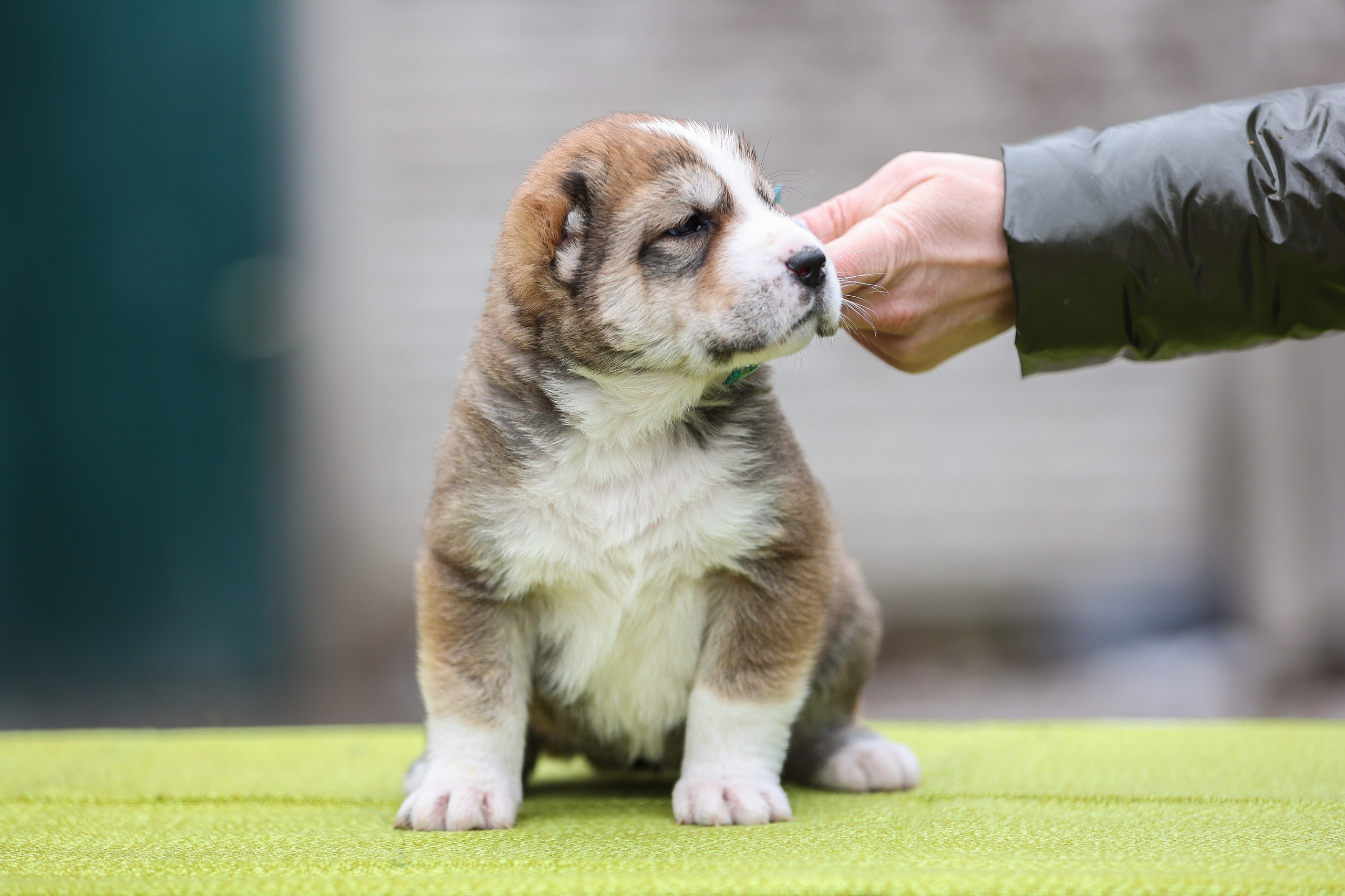 ФОТОССЕСИЯ ЩЕНКОВ. Фотограф-АниМалист Анна Абрамова